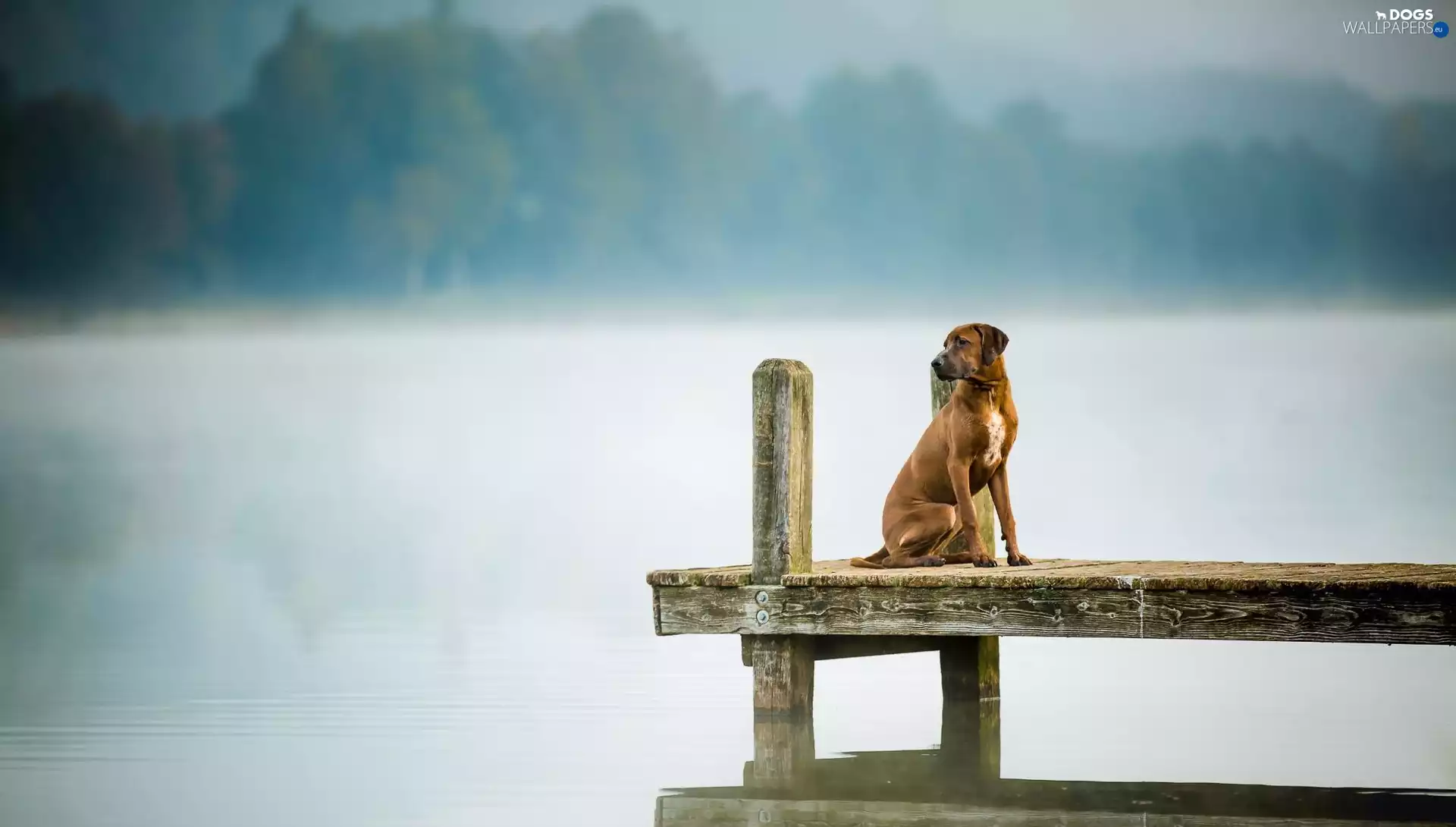 lake, Fog, dog, Rhodesian ridgeback, Platform