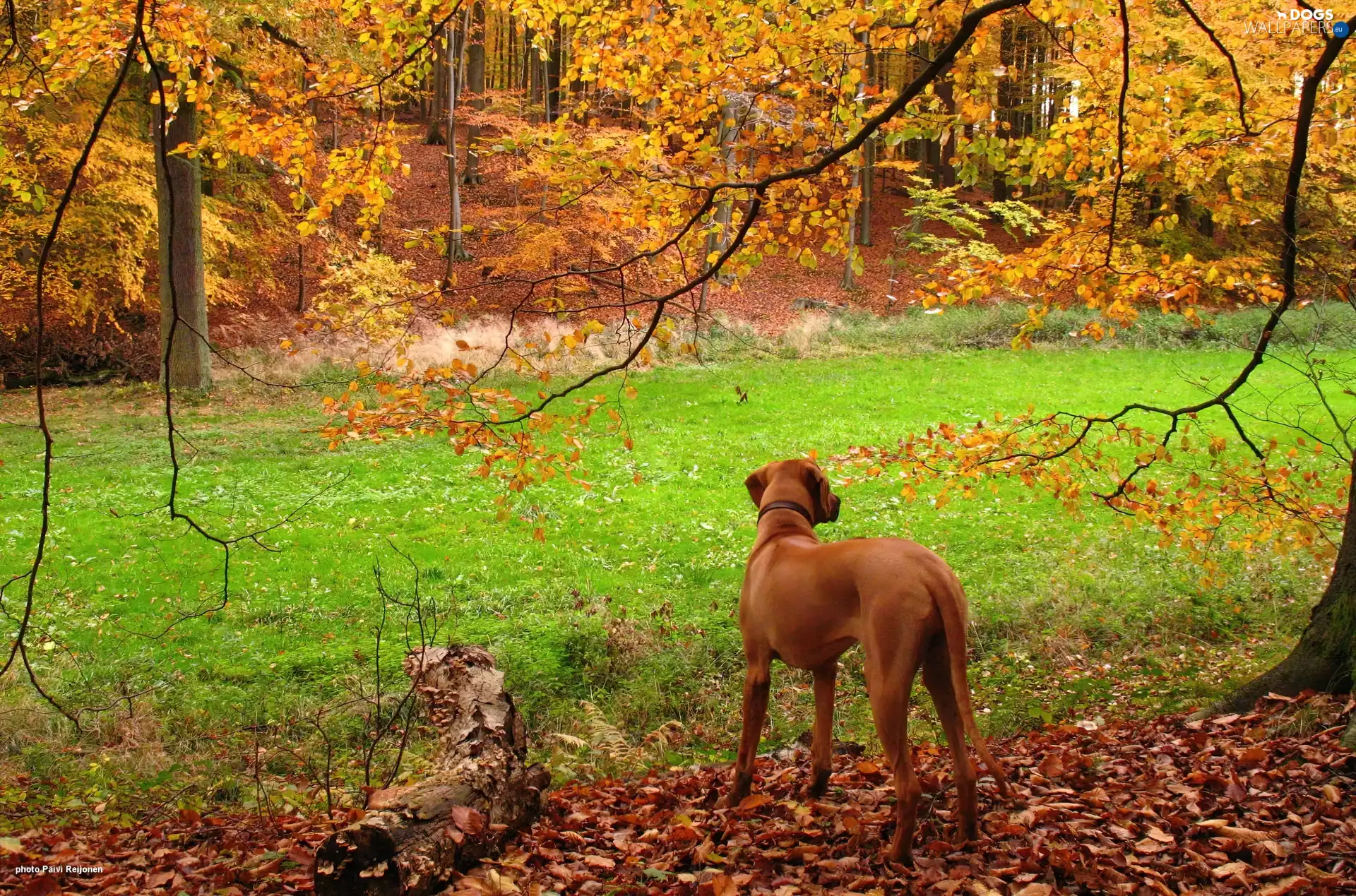 autumn, Rhodesian ridgeback, Golden automobile