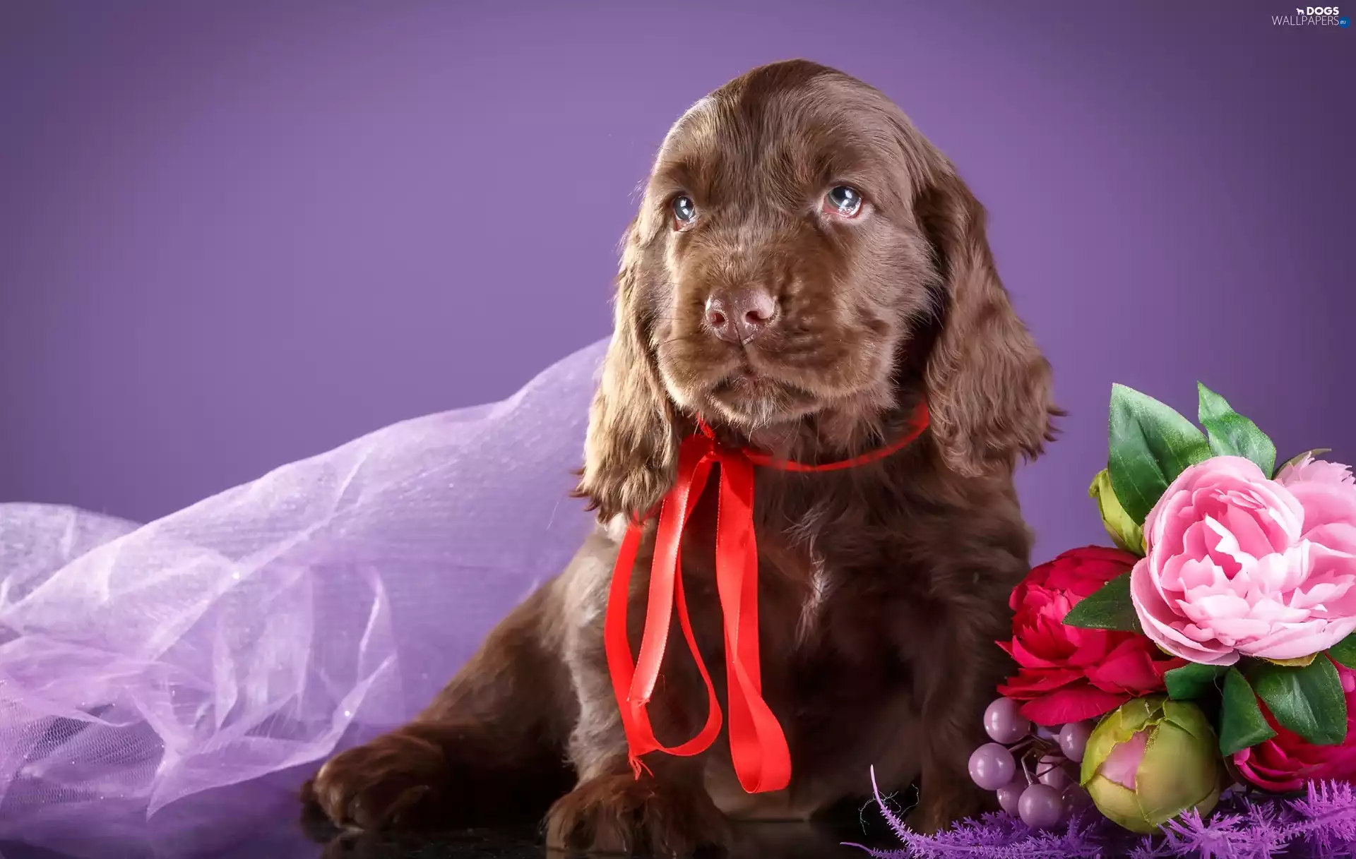 Puppy, Flowers, Red Ribbon, Cocker Spaniel