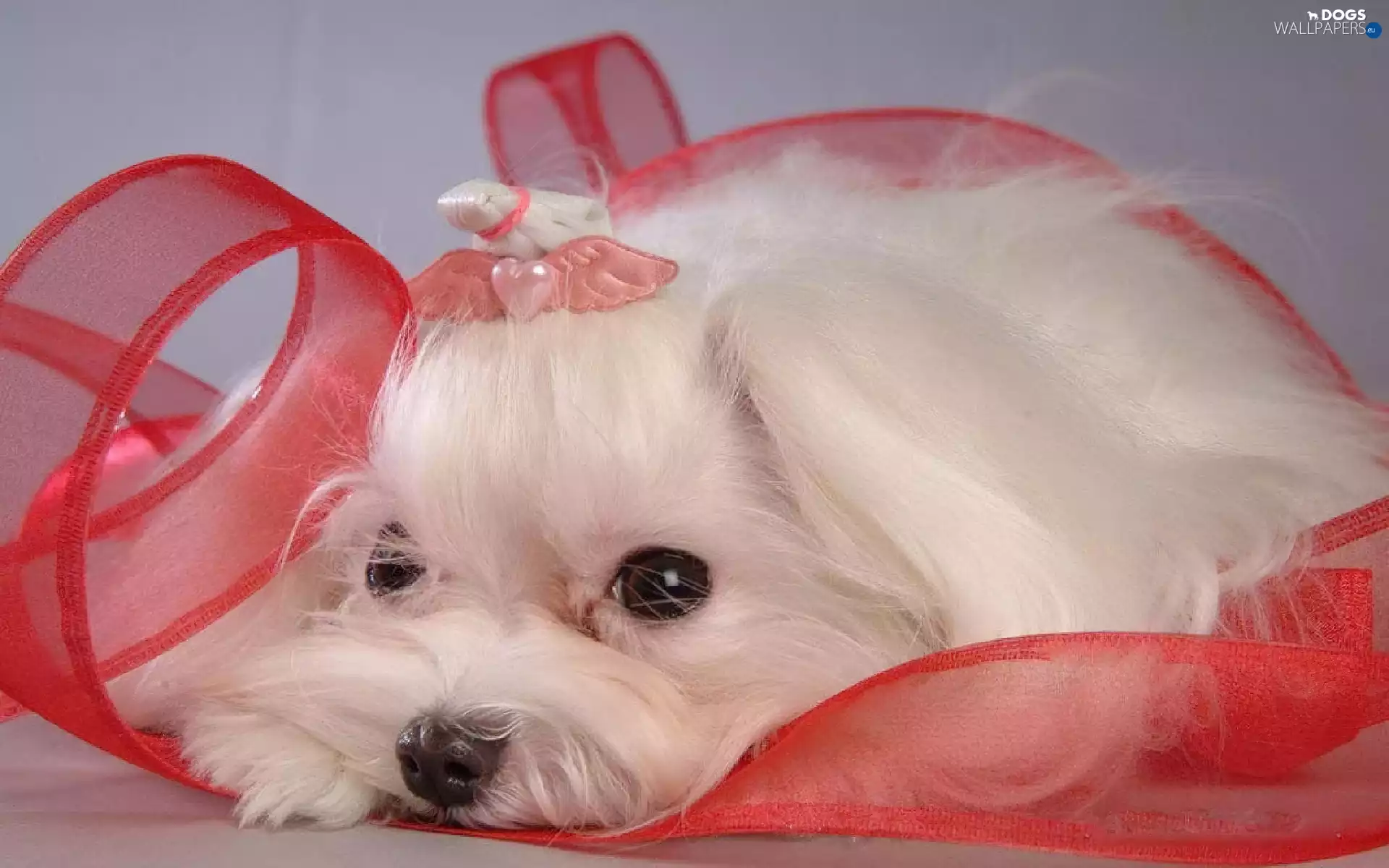 ribbon, White, Terrier