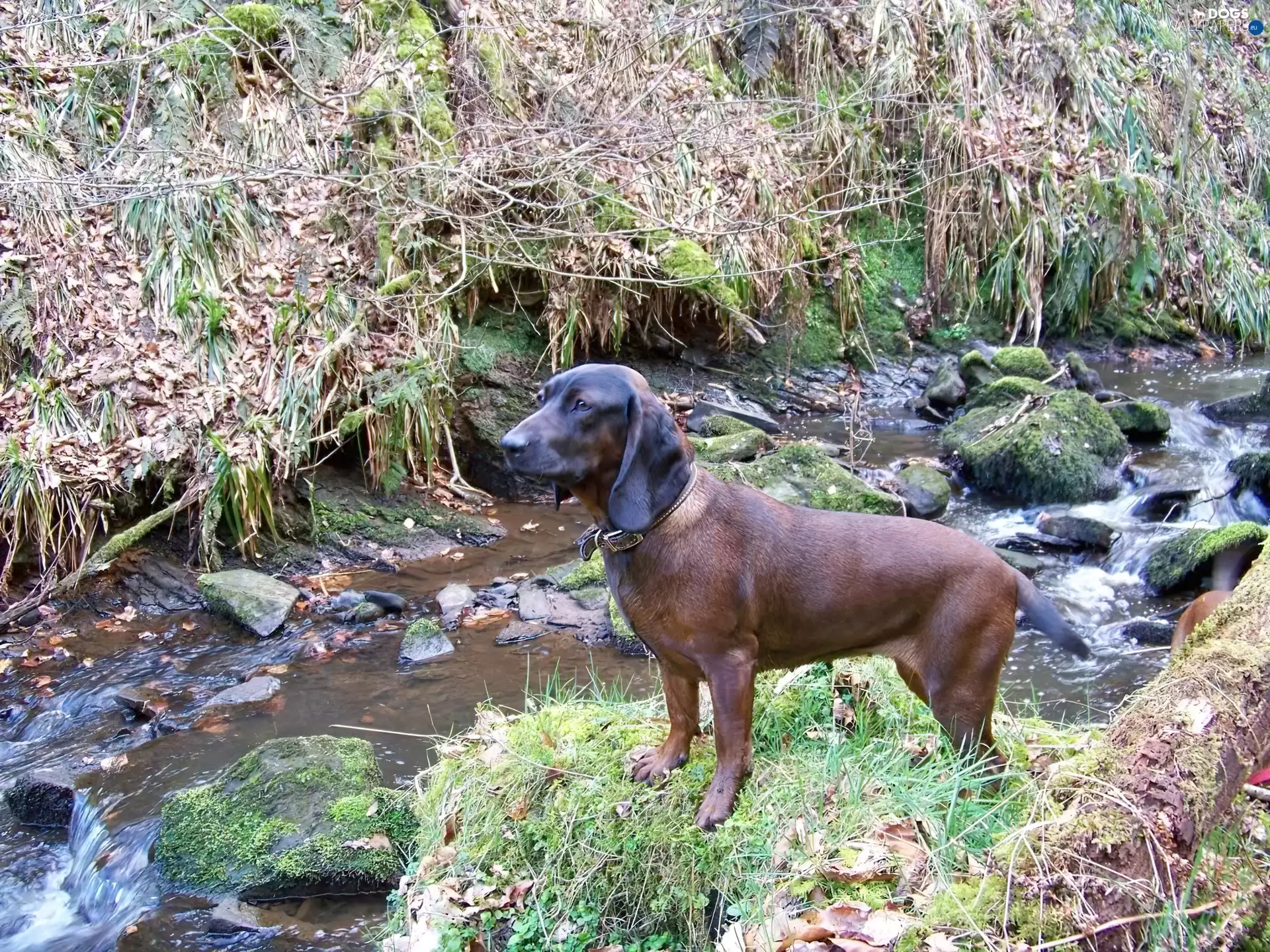 Bavarian Mountain Hound, River