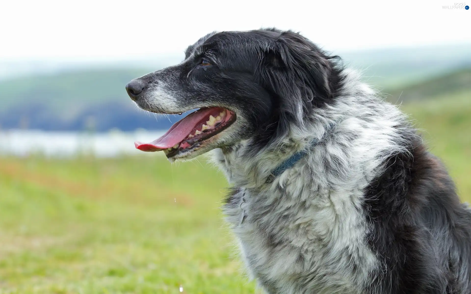 Collie, River, Border