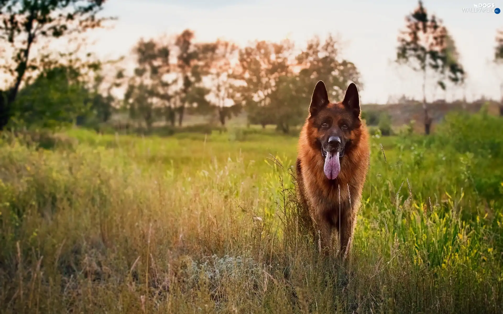 River, grass, sheep-dog, Meadow