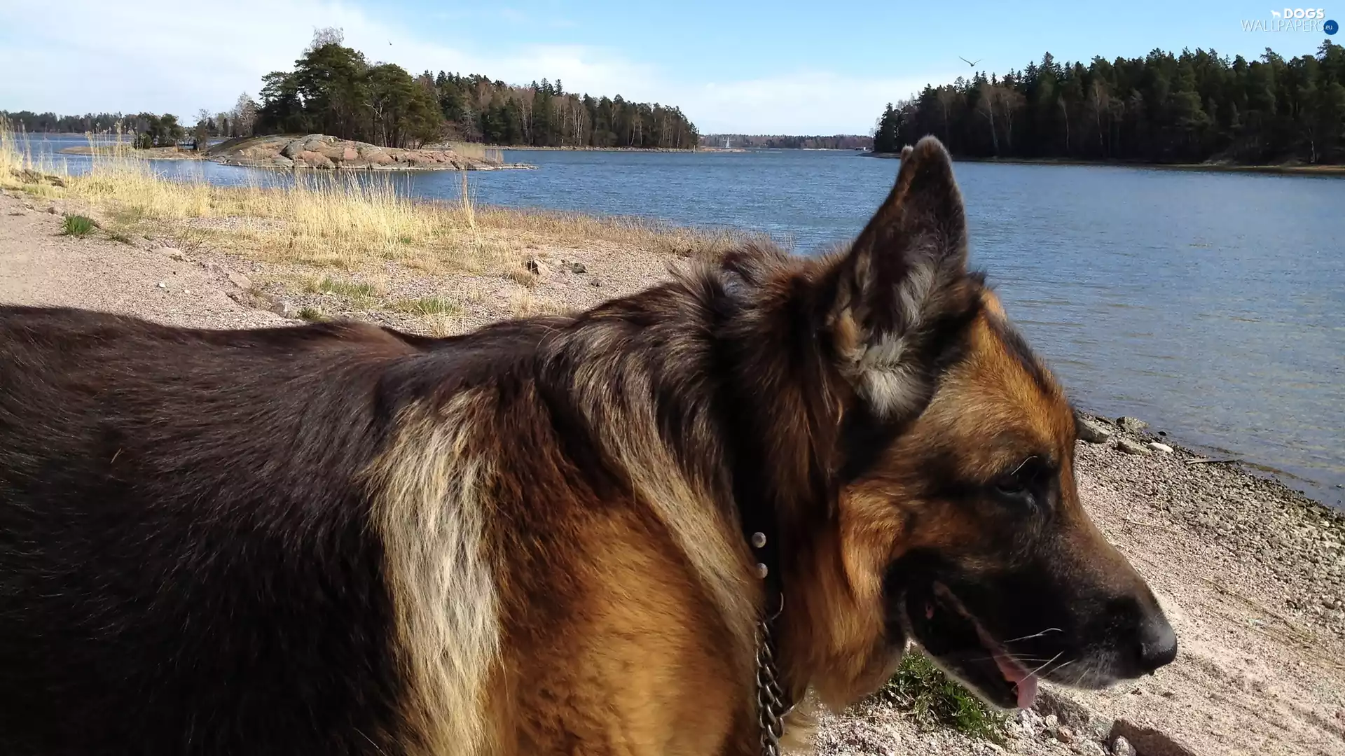 forest, German Shepherd, River