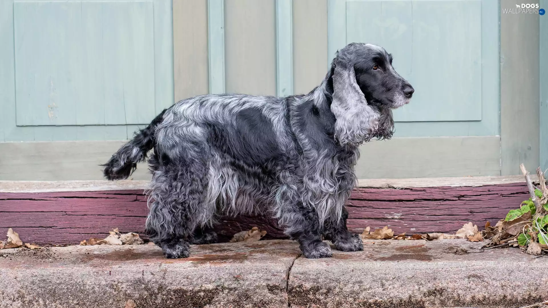 dog, ointment, Blue roan, English Cocker Spaniel