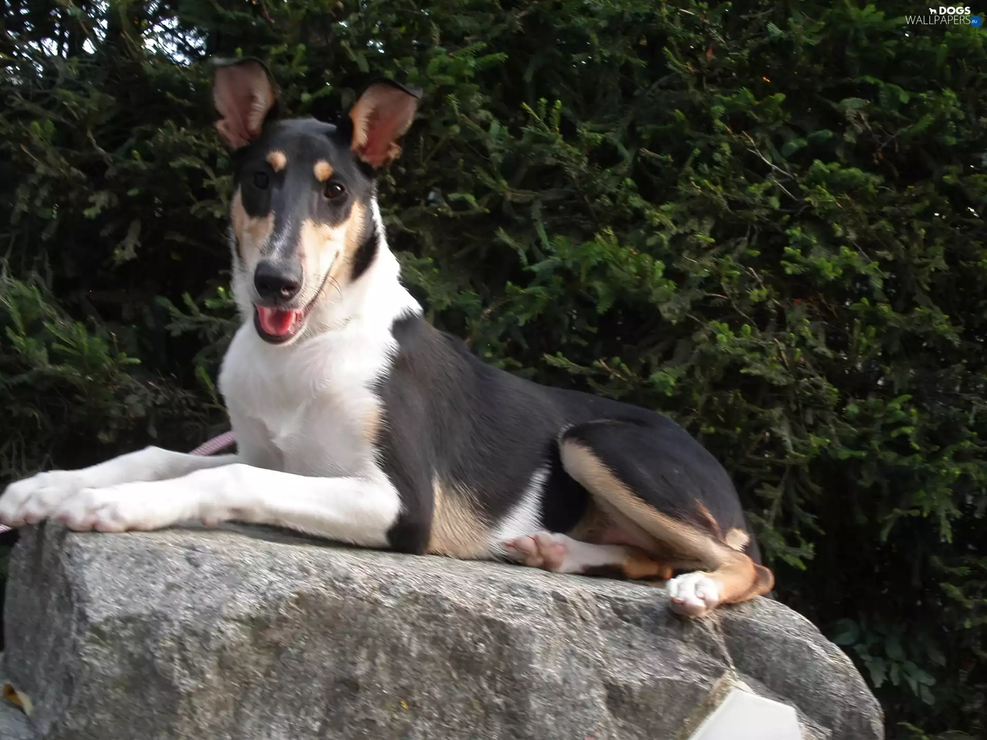 black, White, mane, robe