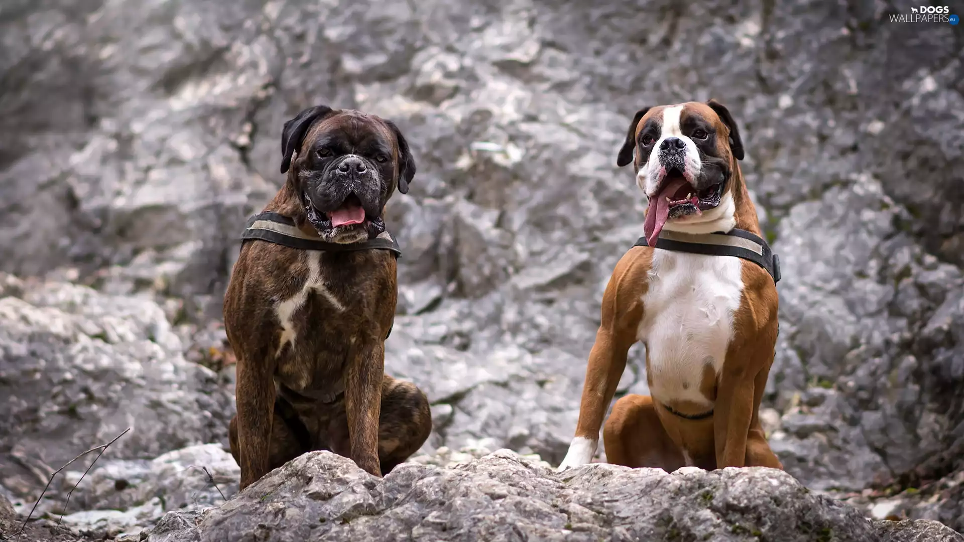 rocks, Dogs, boxers