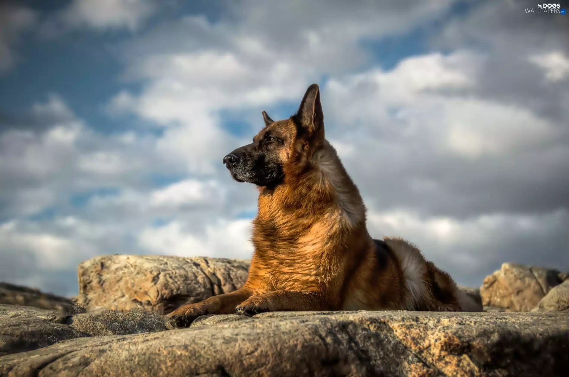 clouds, German Shepherd, rocks