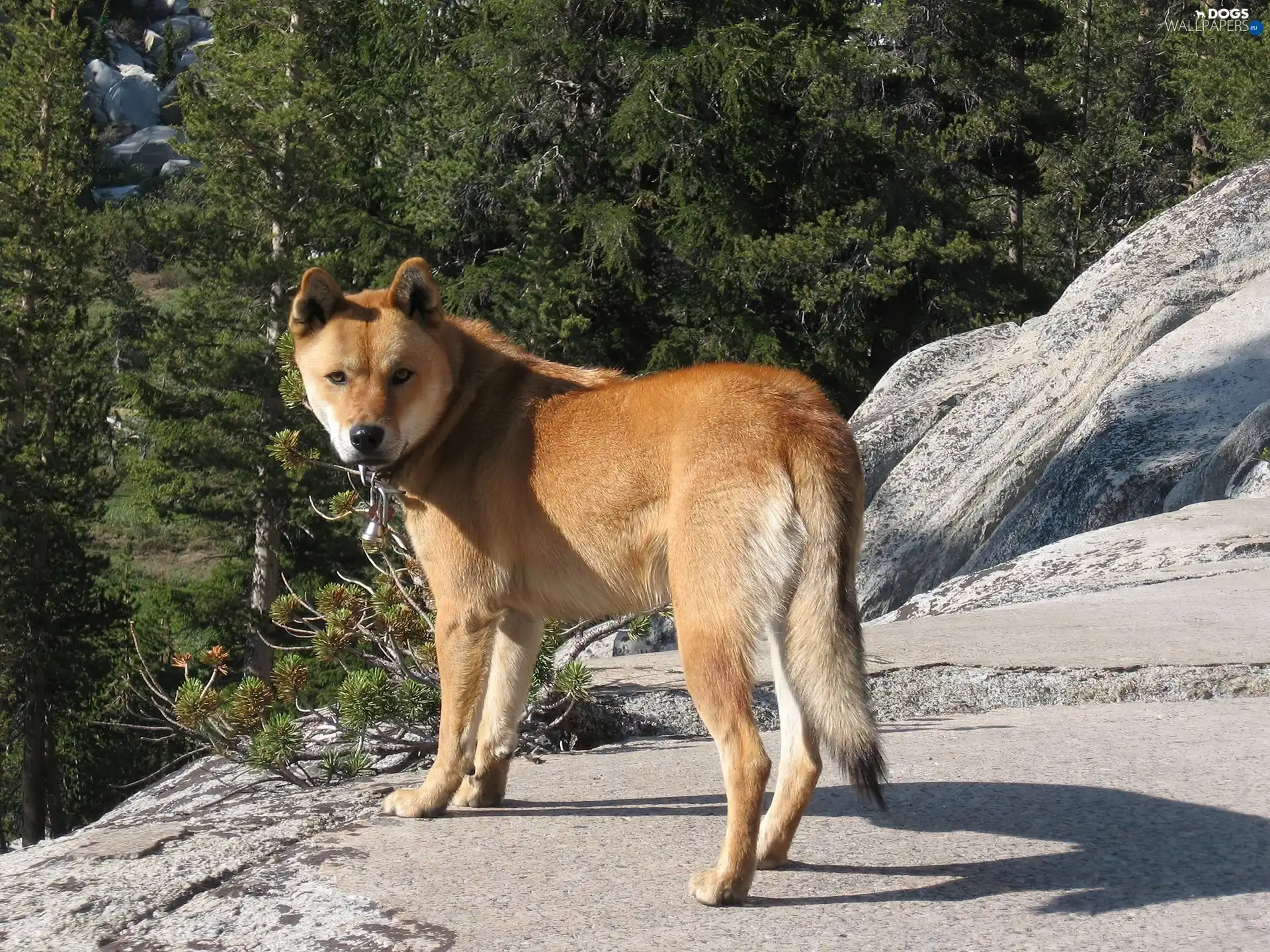 rocks, Jindo