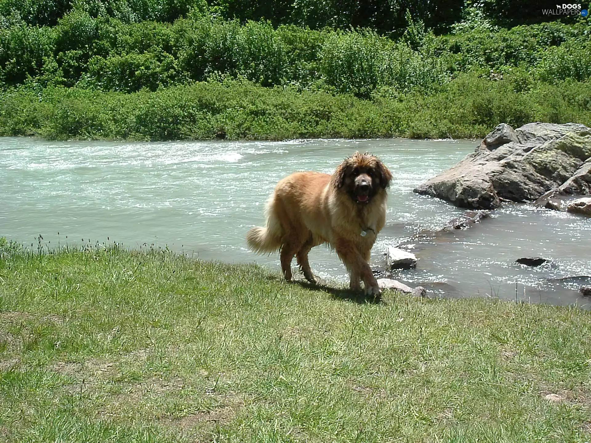 rocks, Leonberger, water