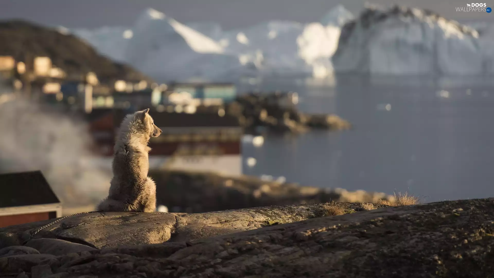 wharf, Greenland Dog, rocks