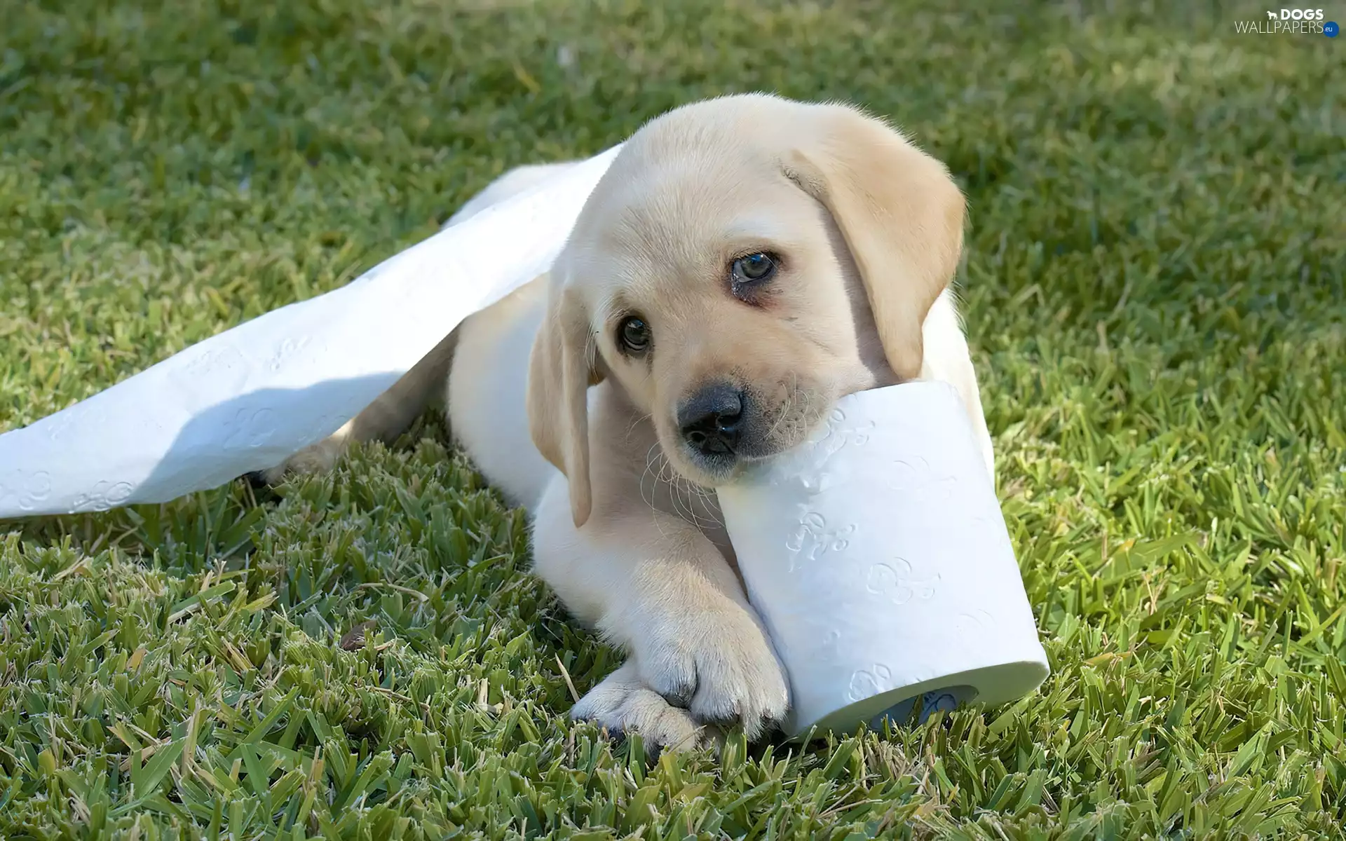 Puppy, paper, dress, Roll