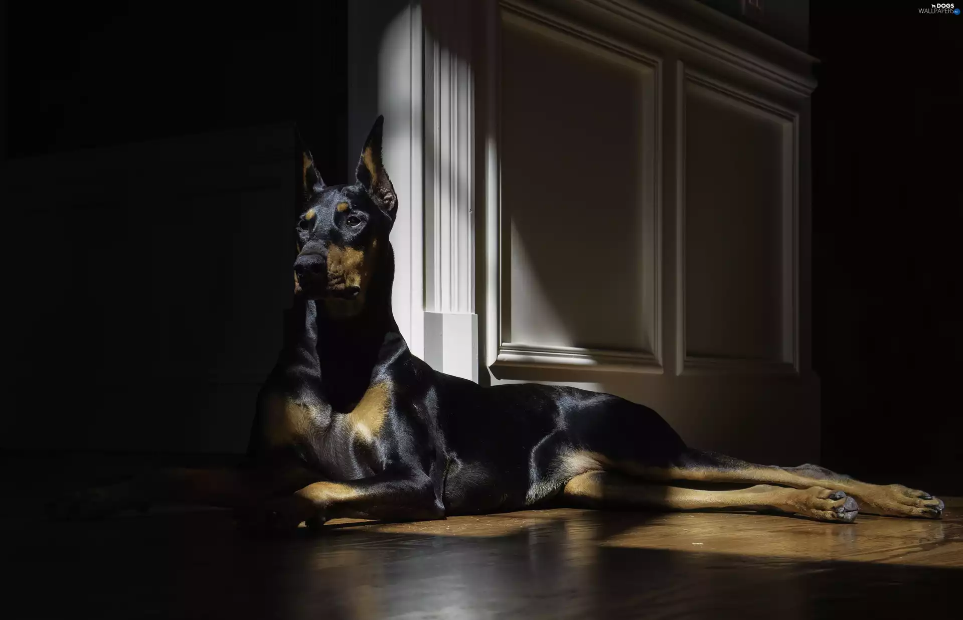 ligh, dog, flash, Room, Doberman, sun, luminosity