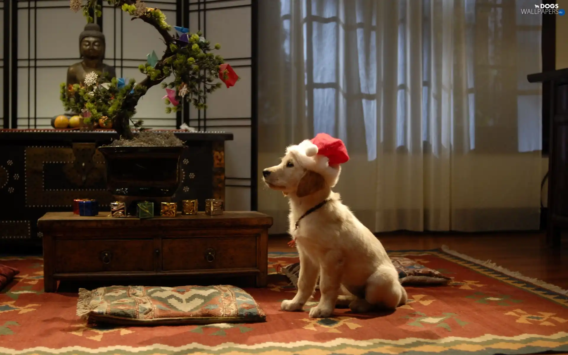 Santa, Room, dog