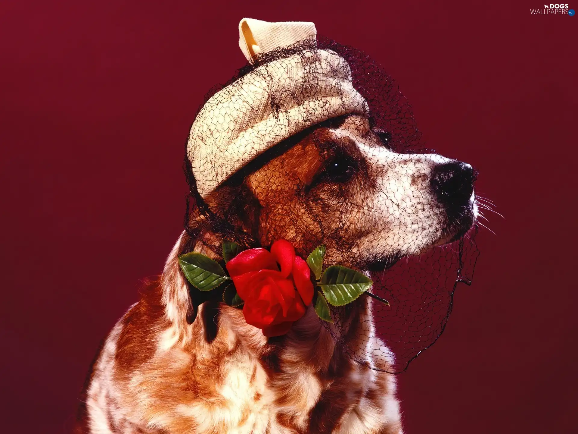English Cocker Spaniel, rose, toque, veiling
