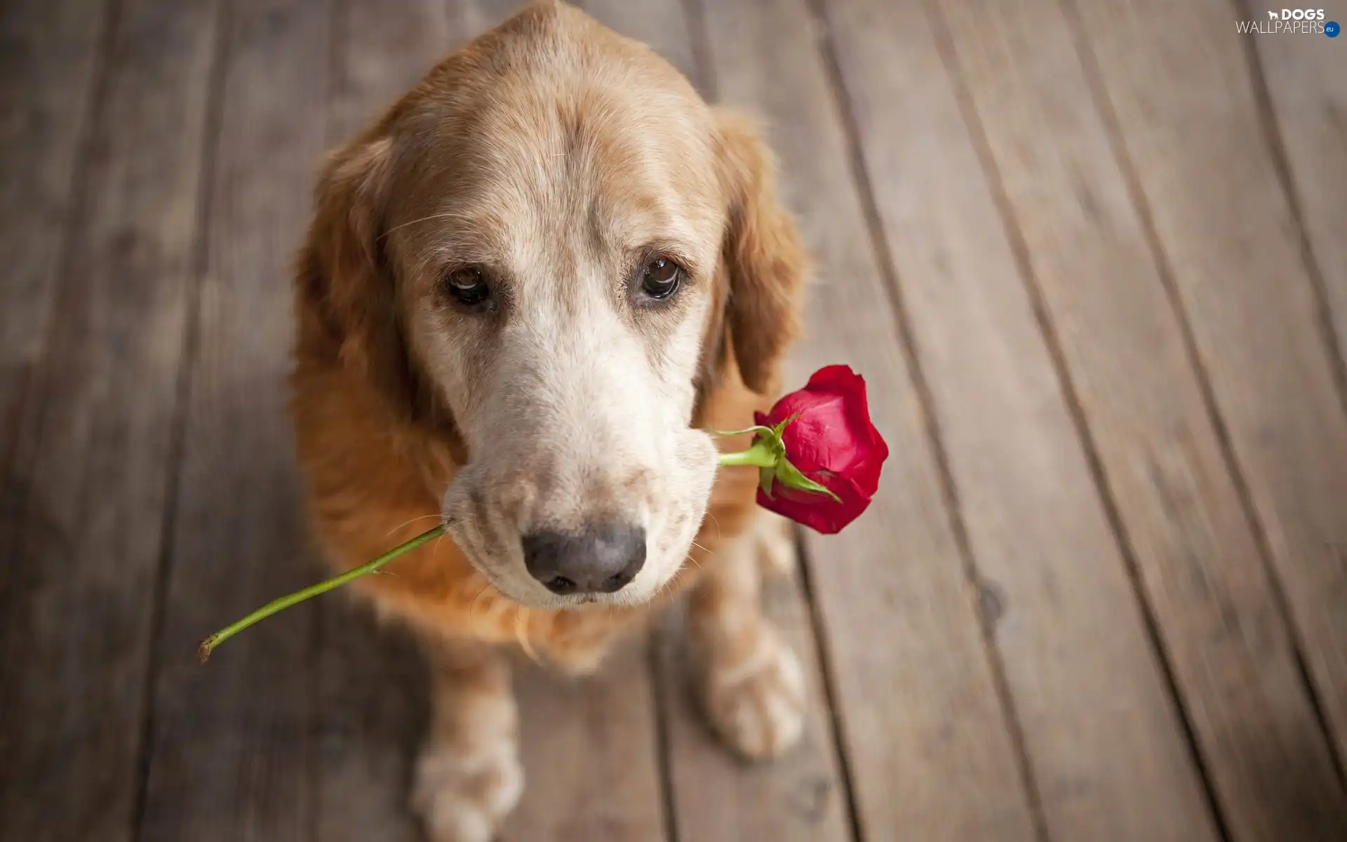 rose, red hot, dog, floor