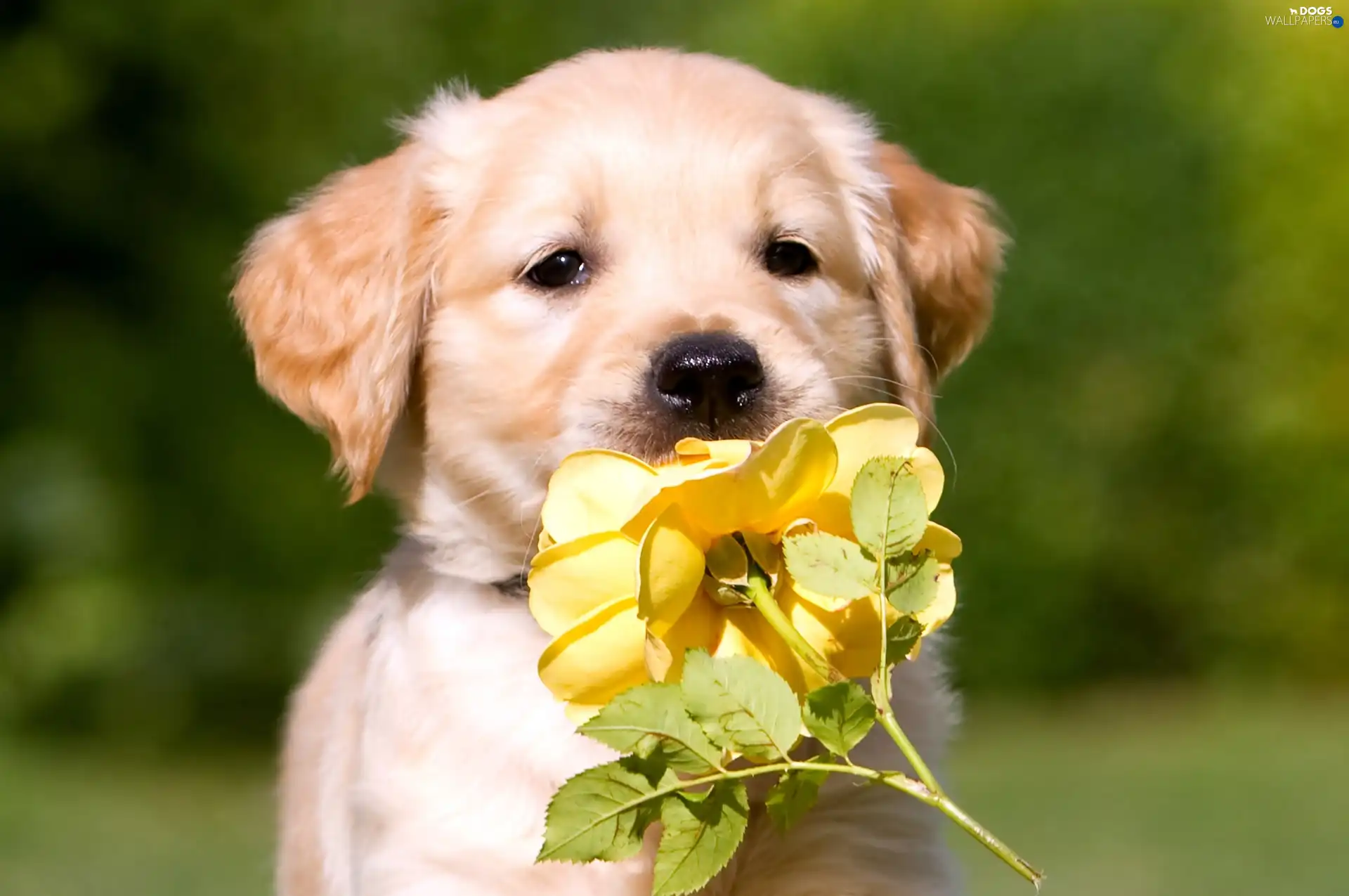 rose, Yellow Honda, doggy, puppie