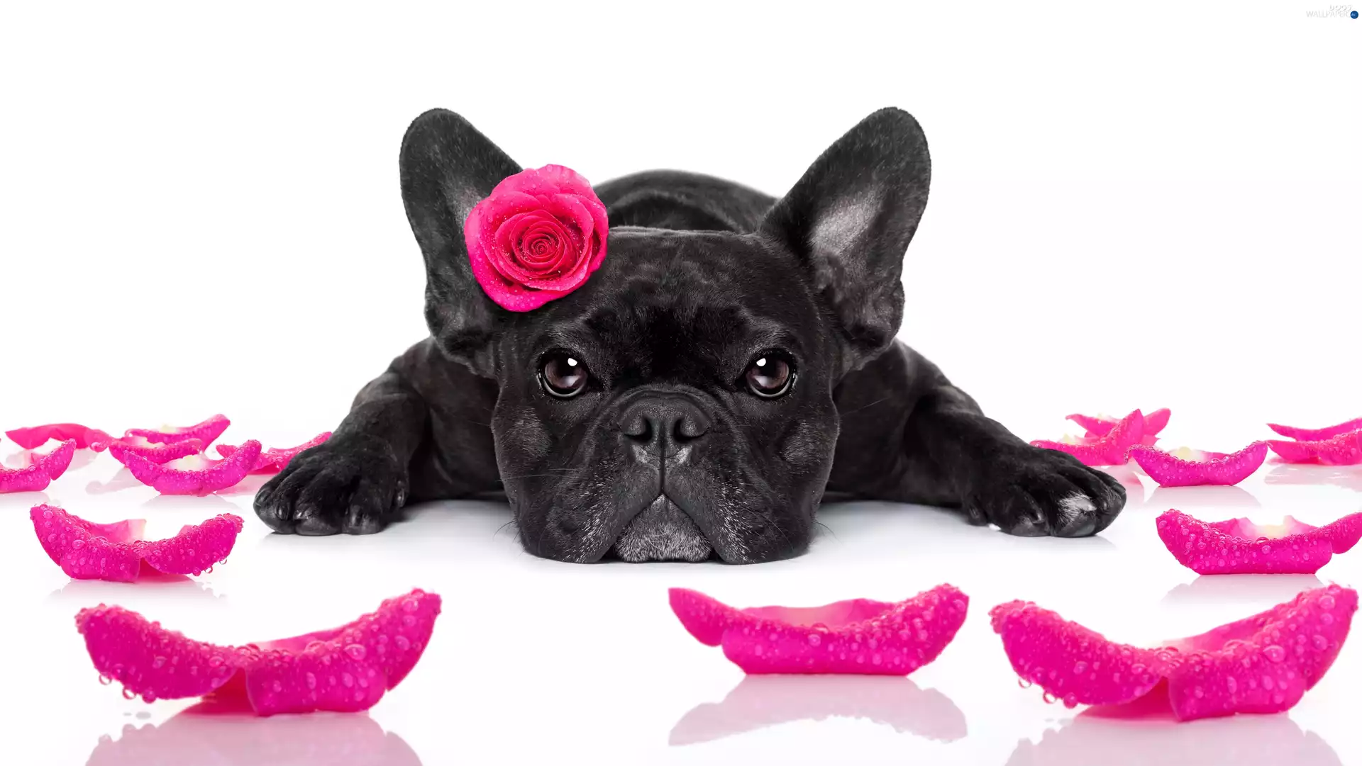 dog, rose, flakes, French Bulldog