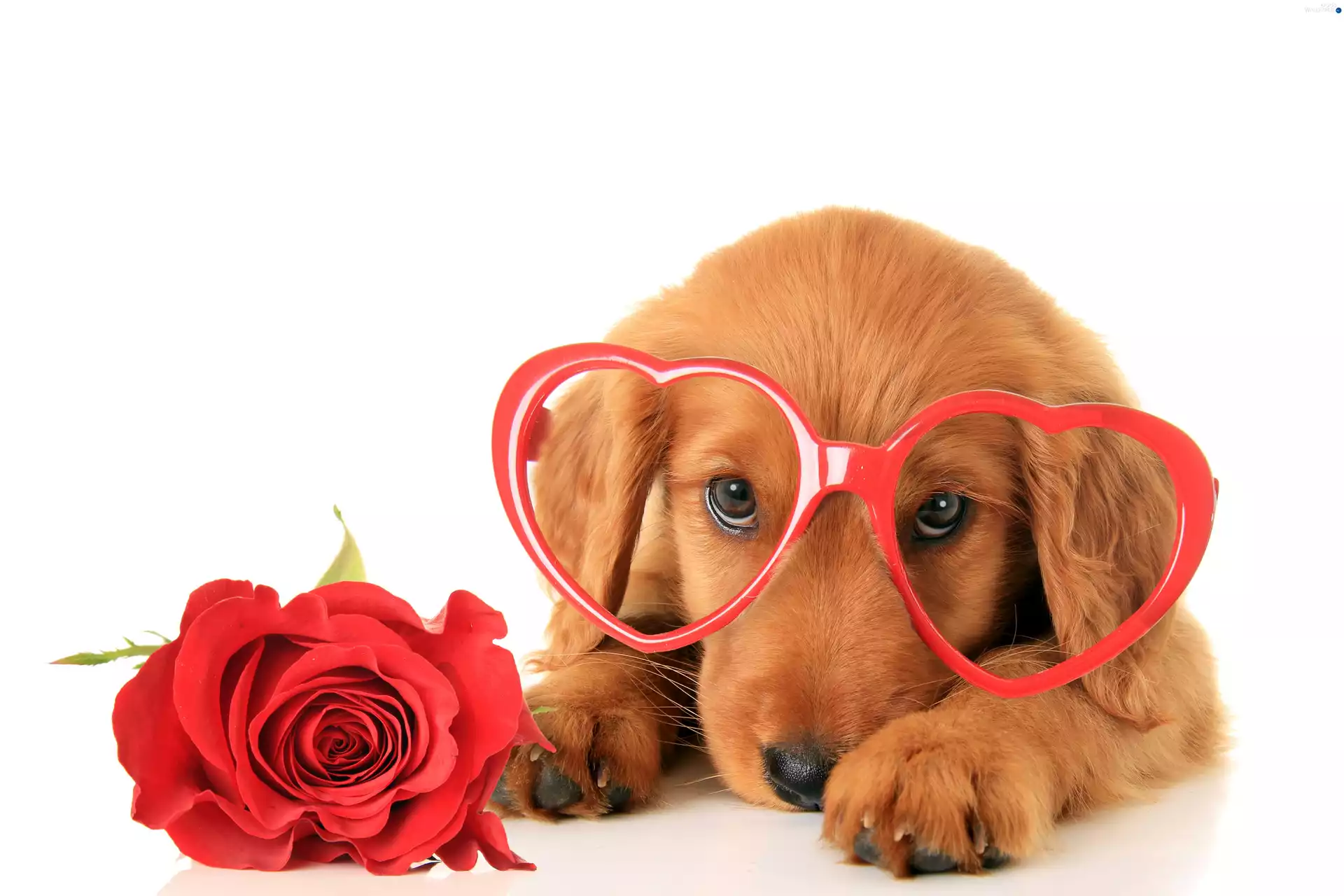rose, doggy, Glasses