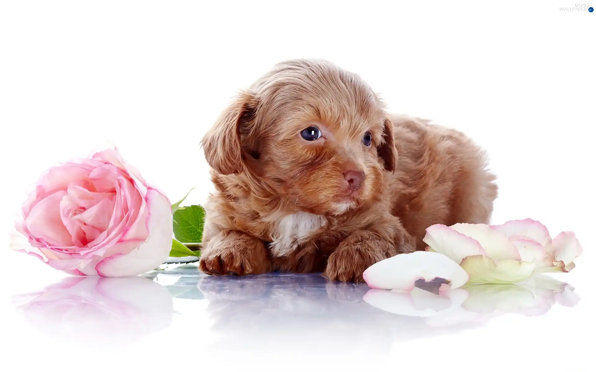 rose, puppie