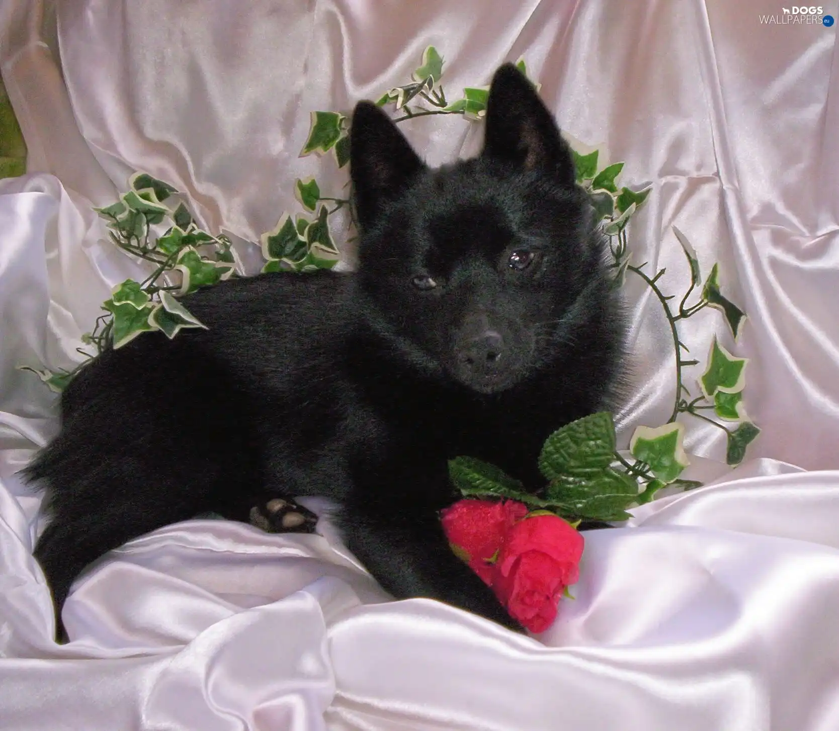 rose, Schipperke