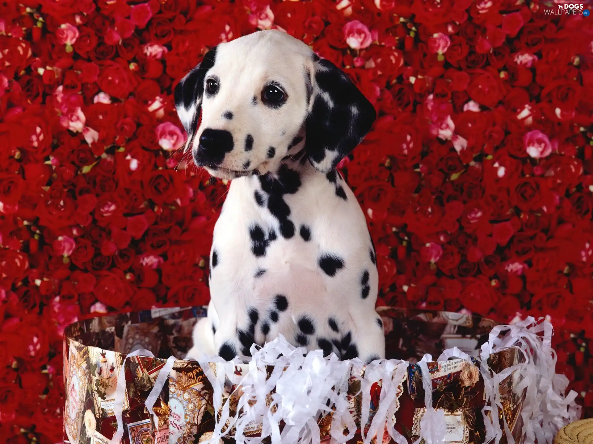 roses, Dalmatian