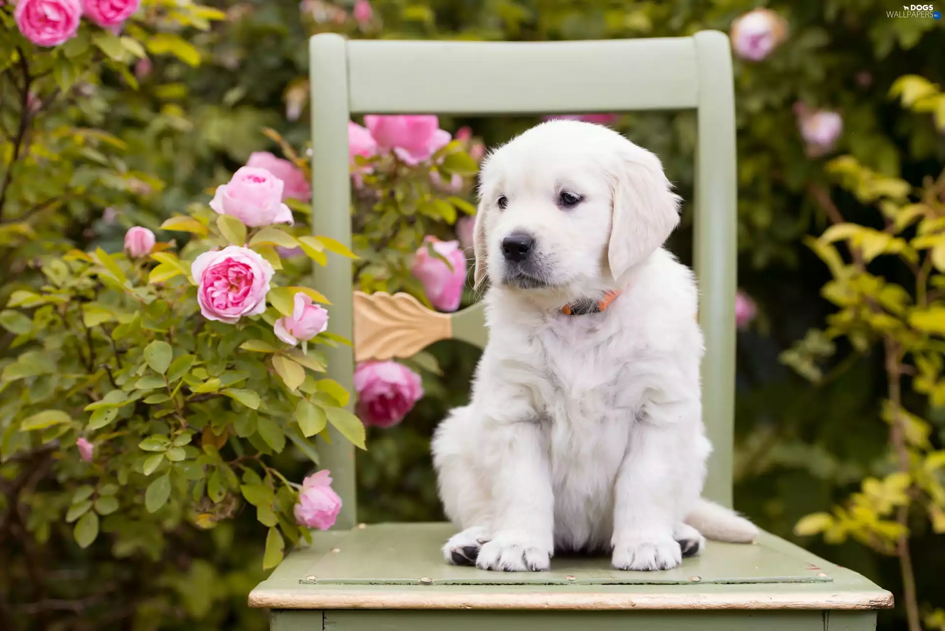 roses, Puppy, Garden