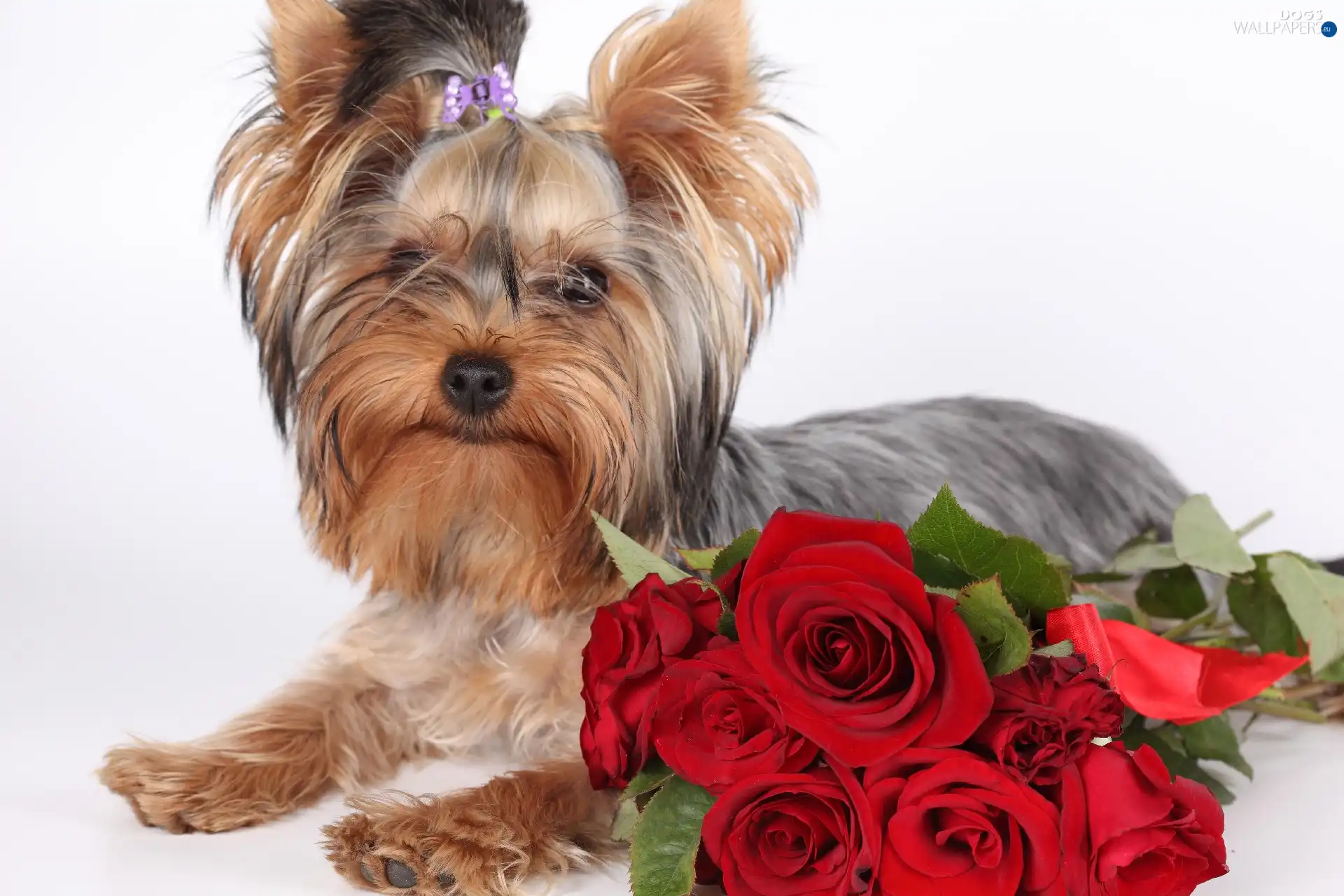 roses, Red, York, Thumbnail