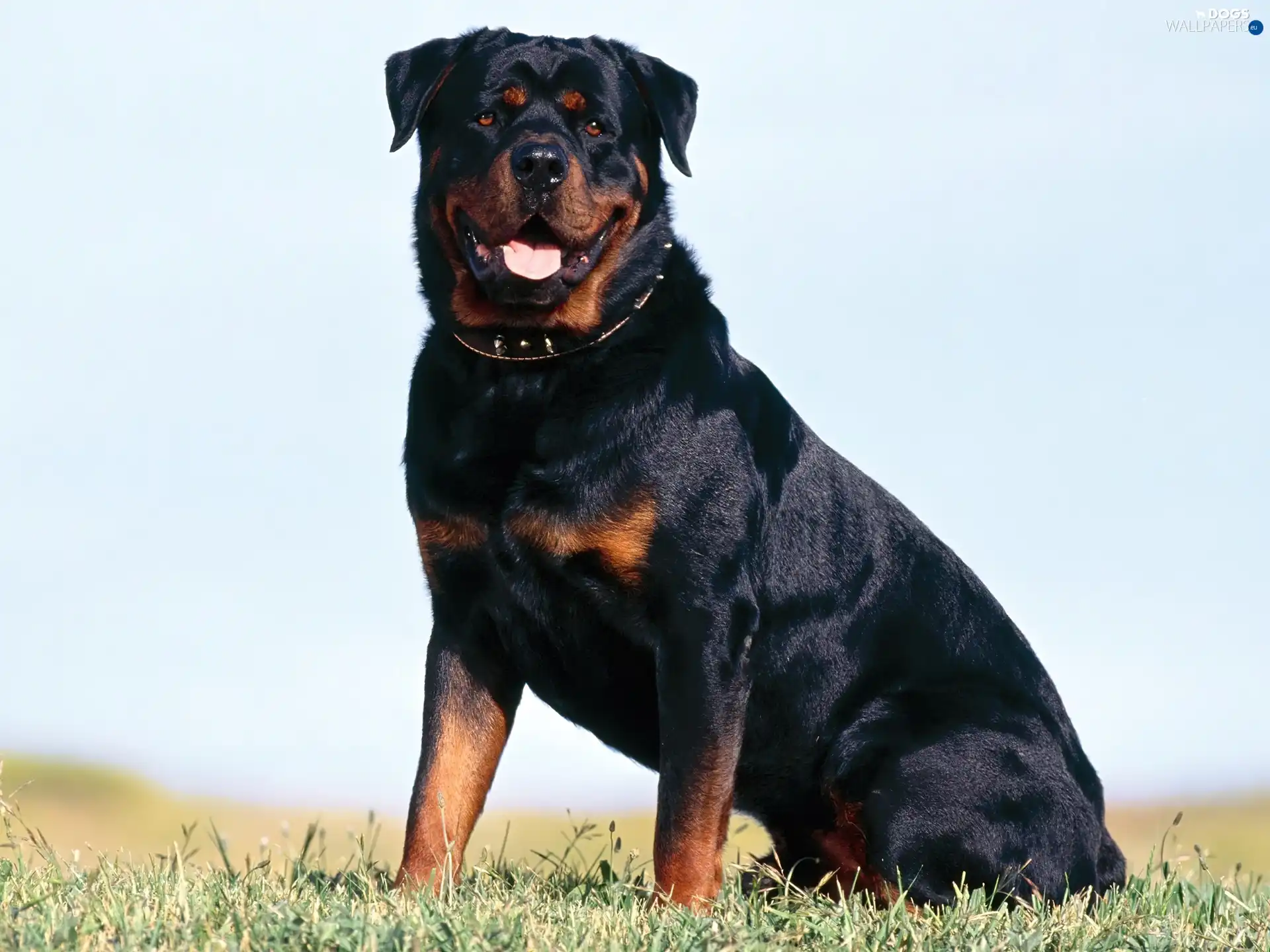 Rottweiler, adult