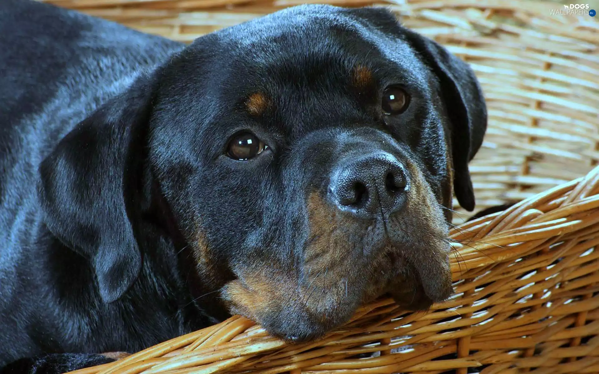 Rottweiler, basket