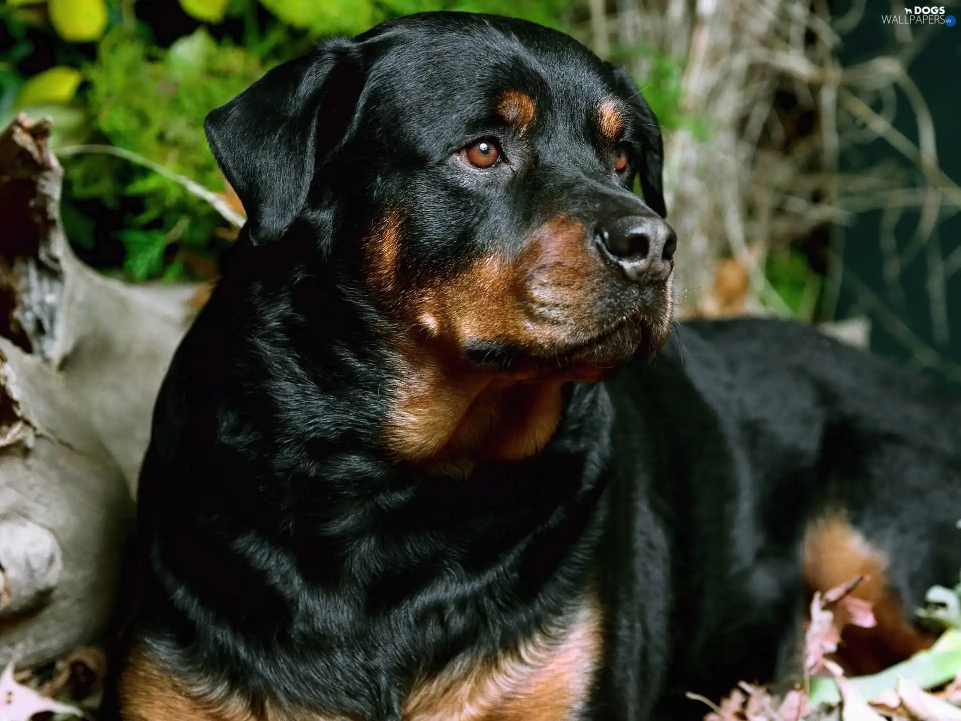 Rottweiler, Black