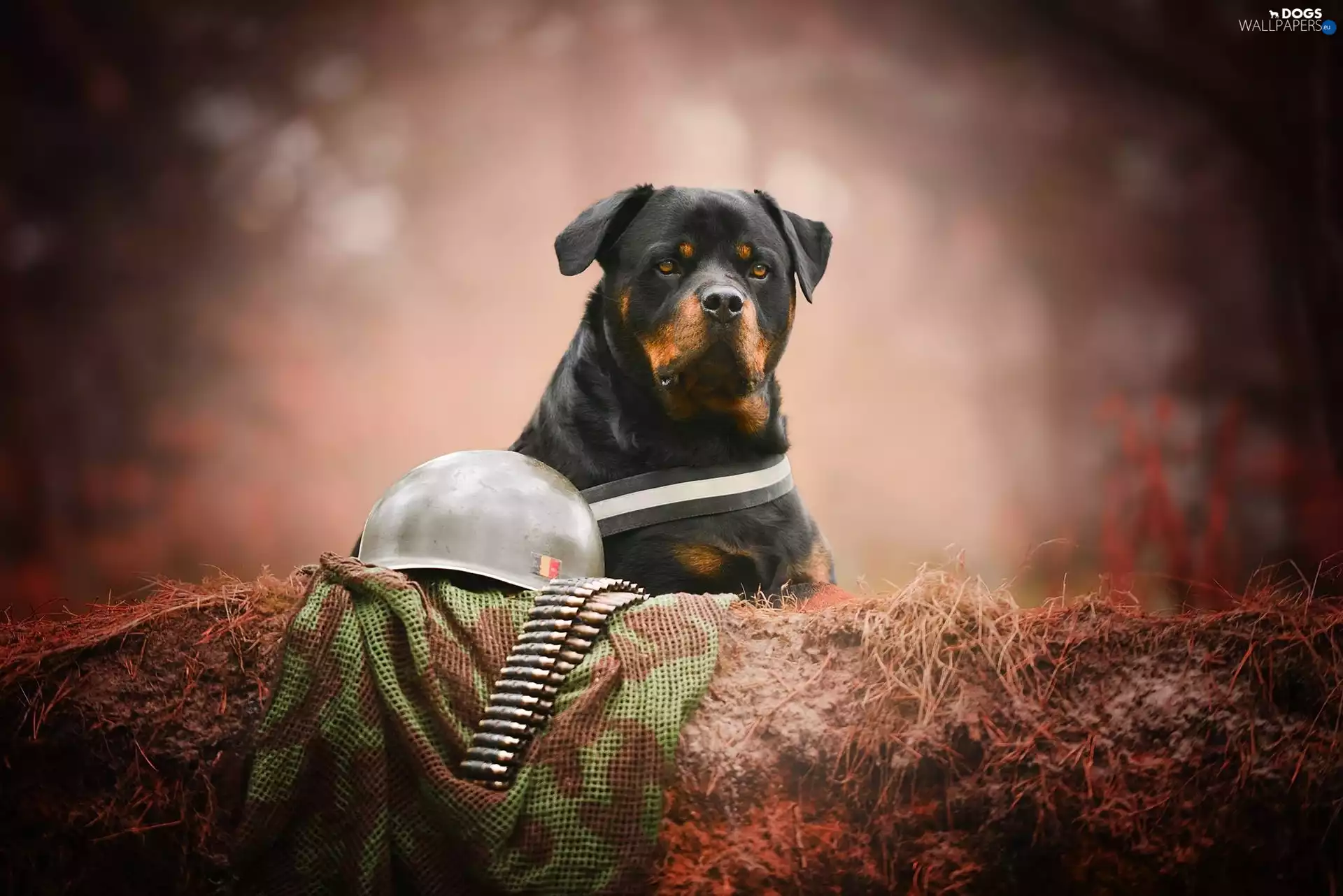 dog, helmet, cartridges, Rottweiler