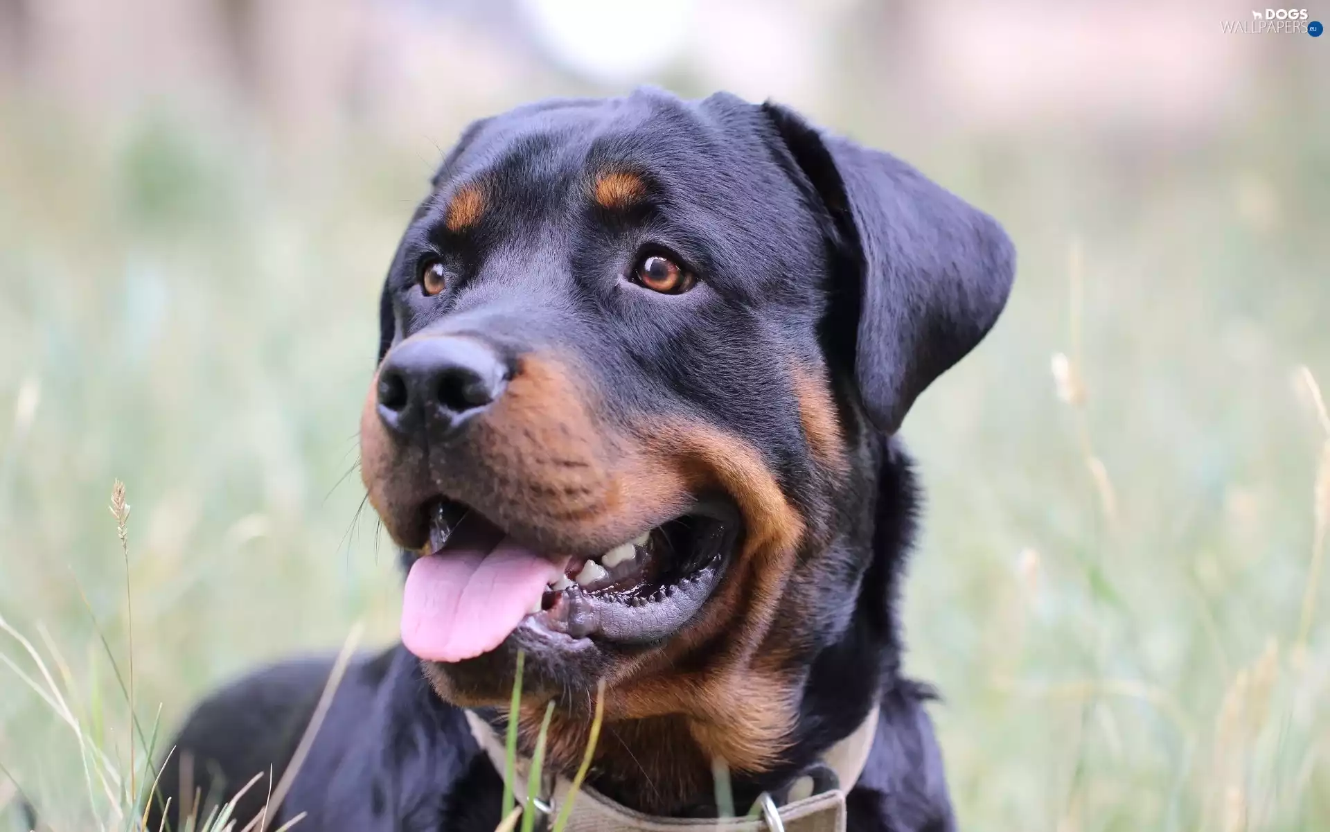 dog, muzzle, Tounge, Rottweiler