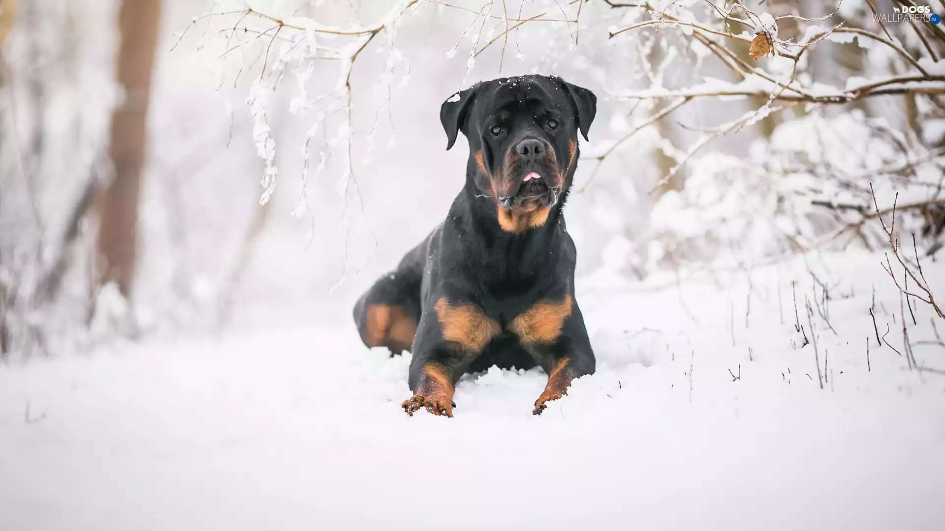 dog, snow, Twigs, Rottweiler