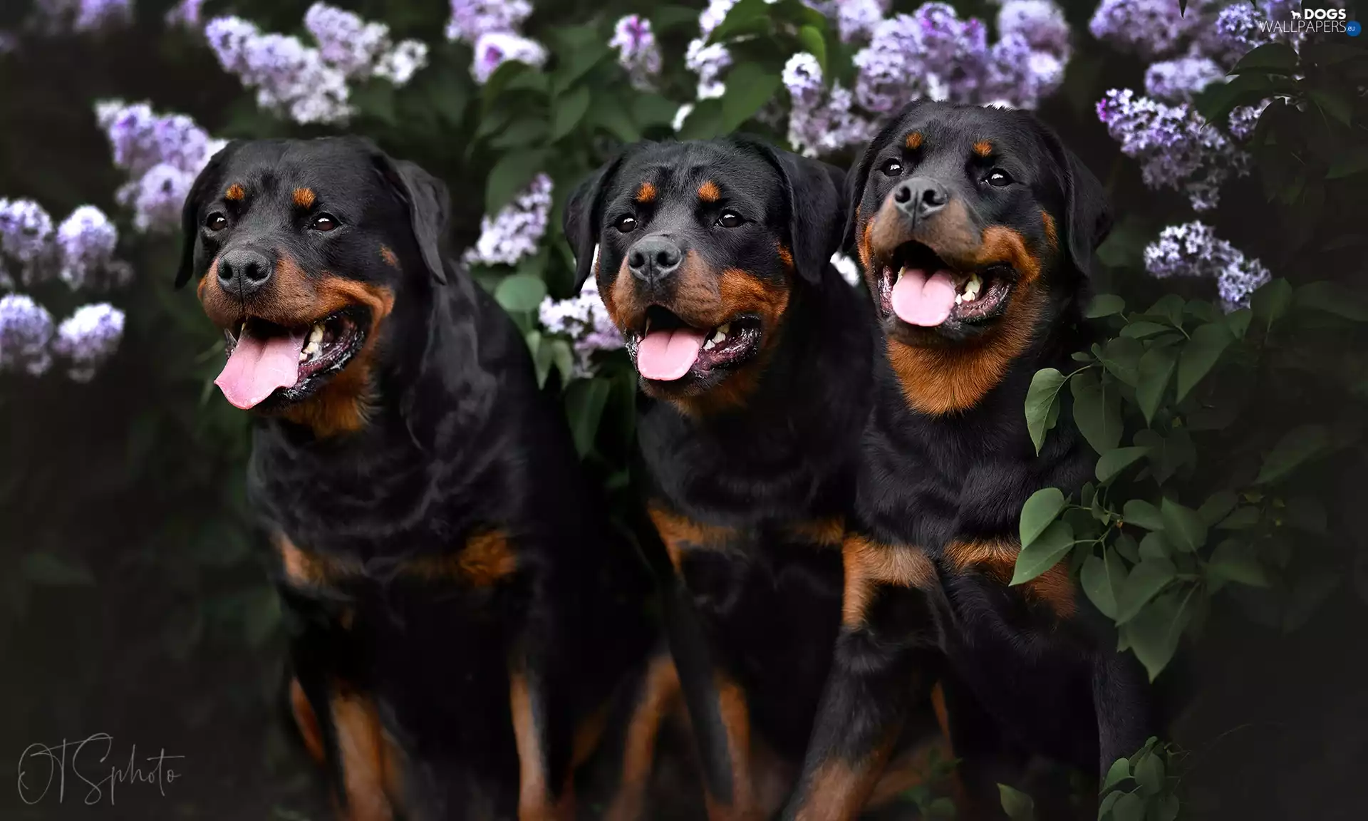 Rottweiler, Three, Dogs
