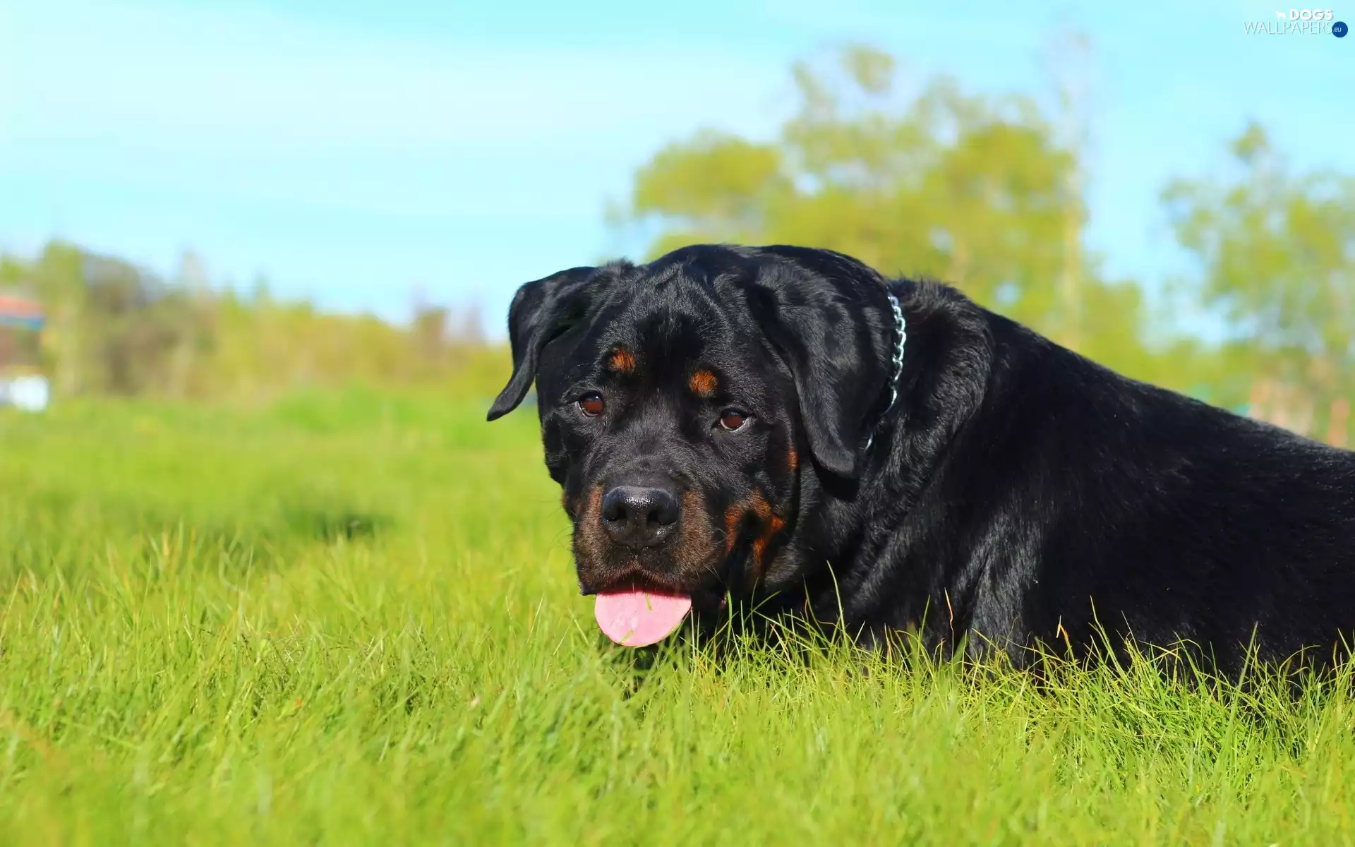 Rottweiler, grass