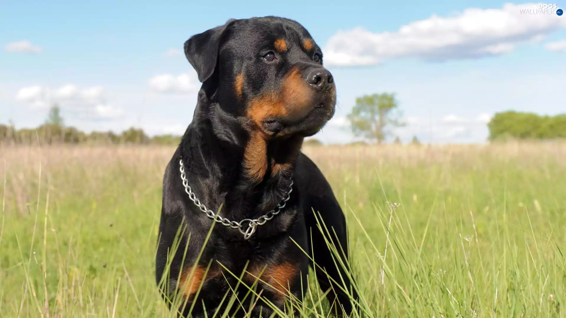 Rottweiler, Meadow
