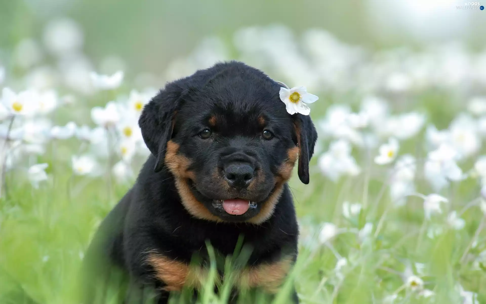 Puppy, Meadow, Flowers, Rottweiler