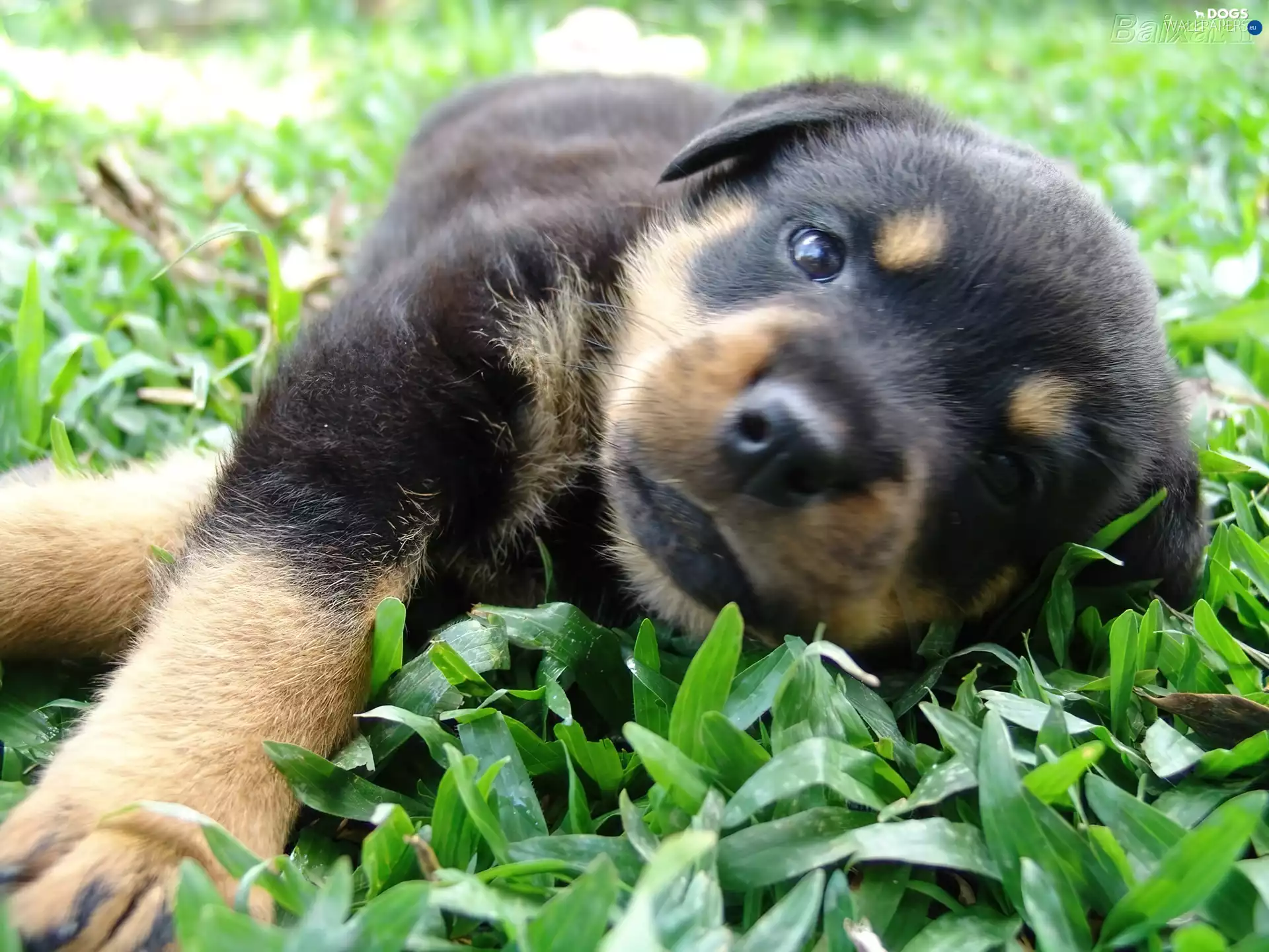 Rottweiler, honeyed, Puppy