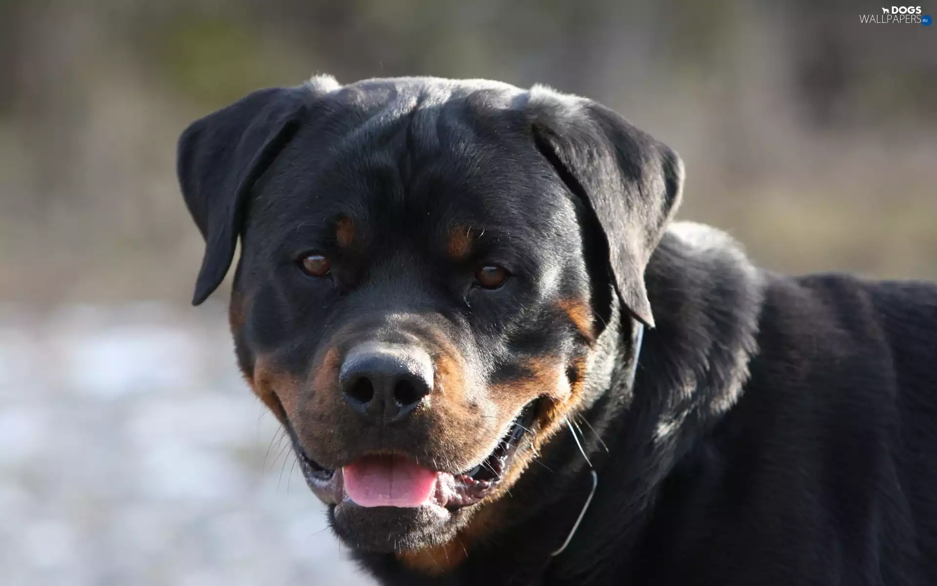 Rottweiler, Tounge