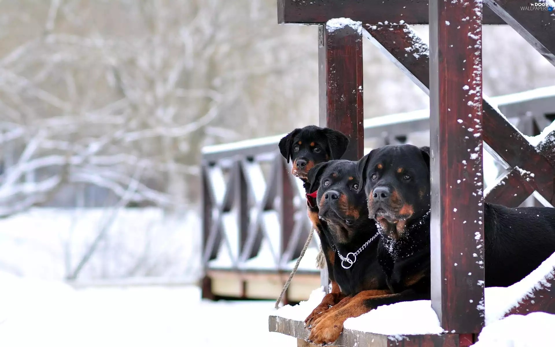 Three, winter, veranda, Rottweilers