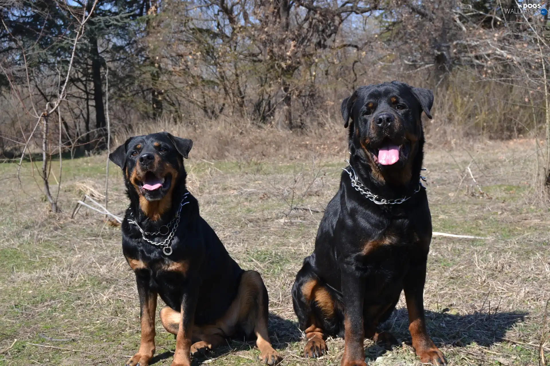 Rottweilers, Echidna, Two cars