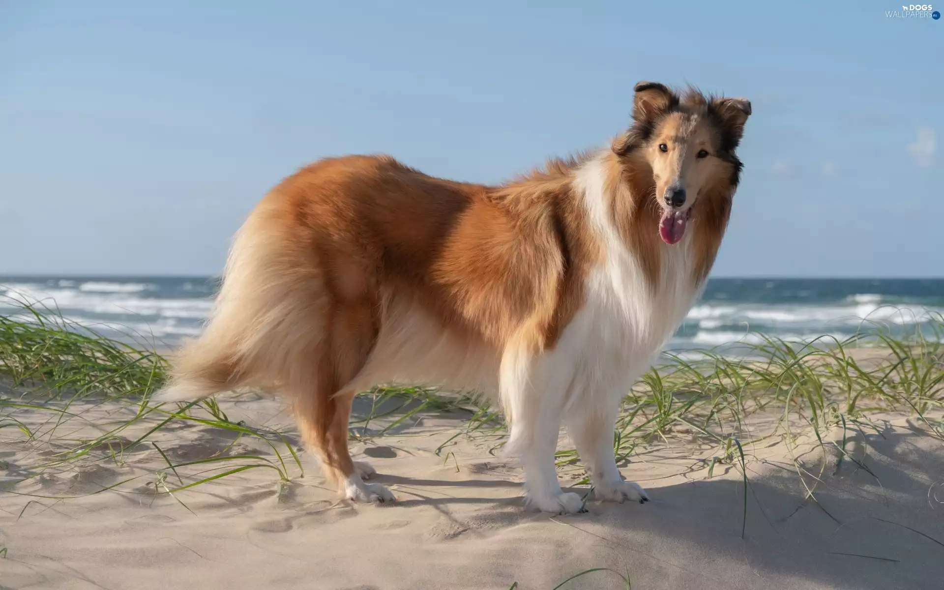 Beaches, dog, Collie rough