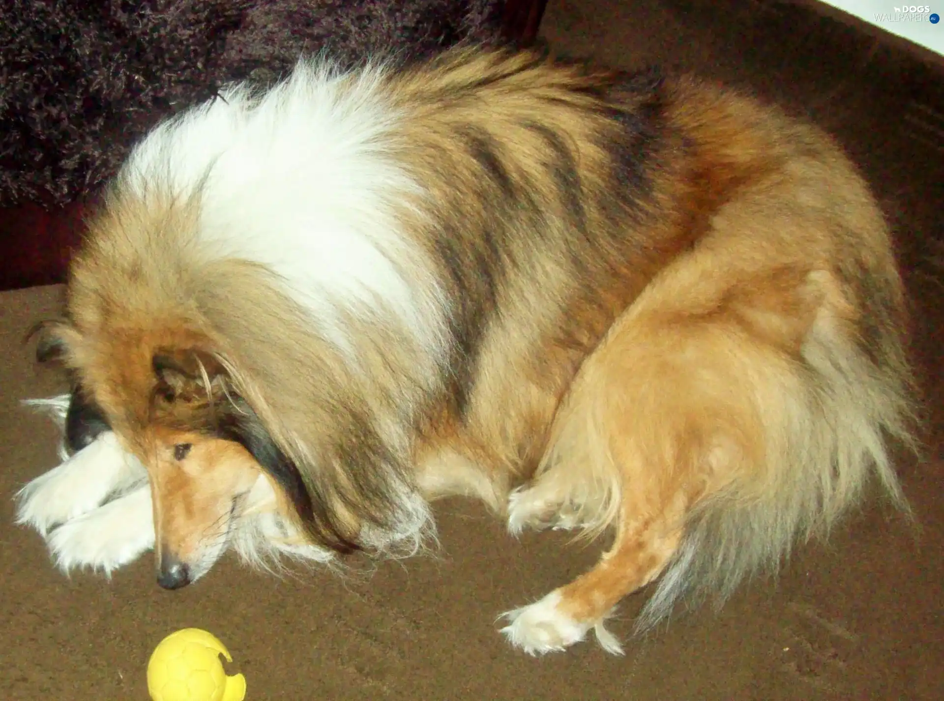 Collie rough, Big