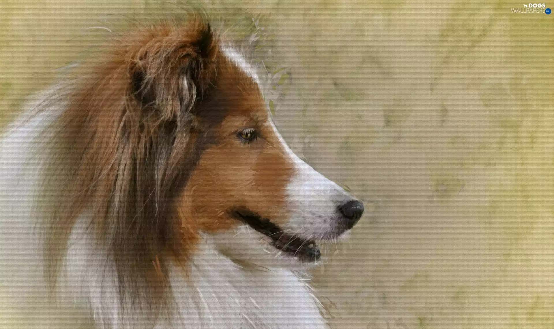 graphics, dog, Collie rough