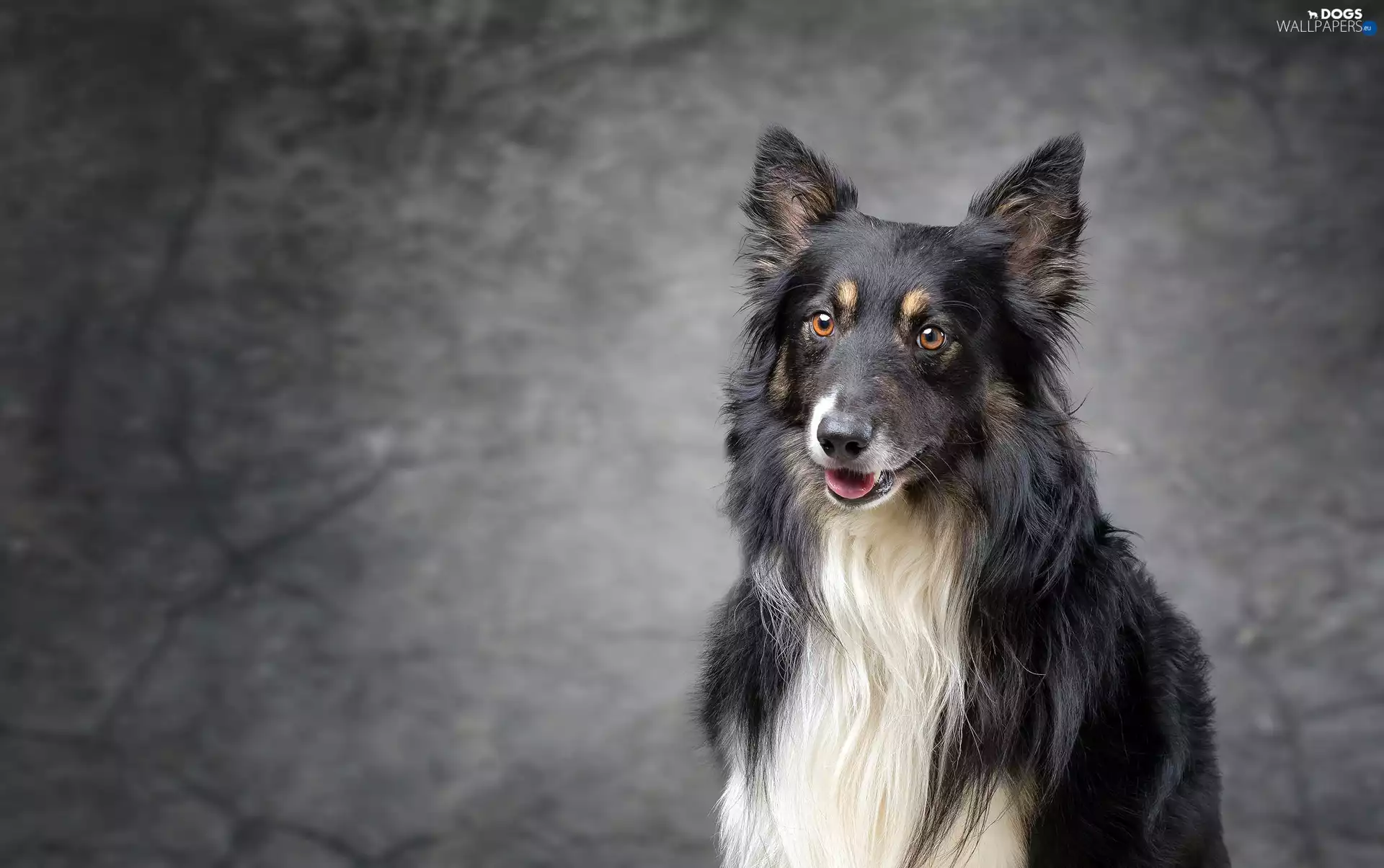 muzzle, dog, Collie rough