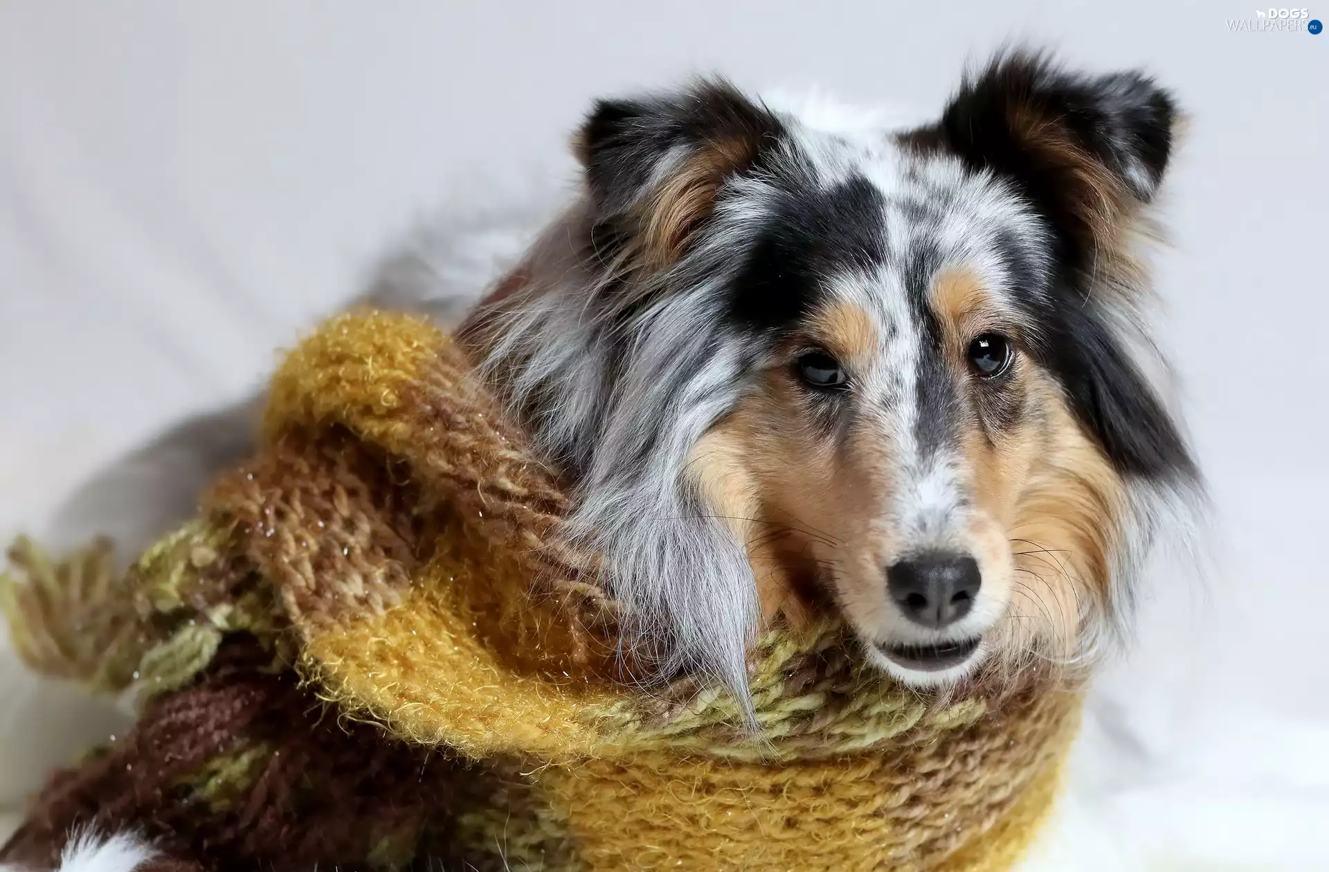 Scarf, dog, Collie rough