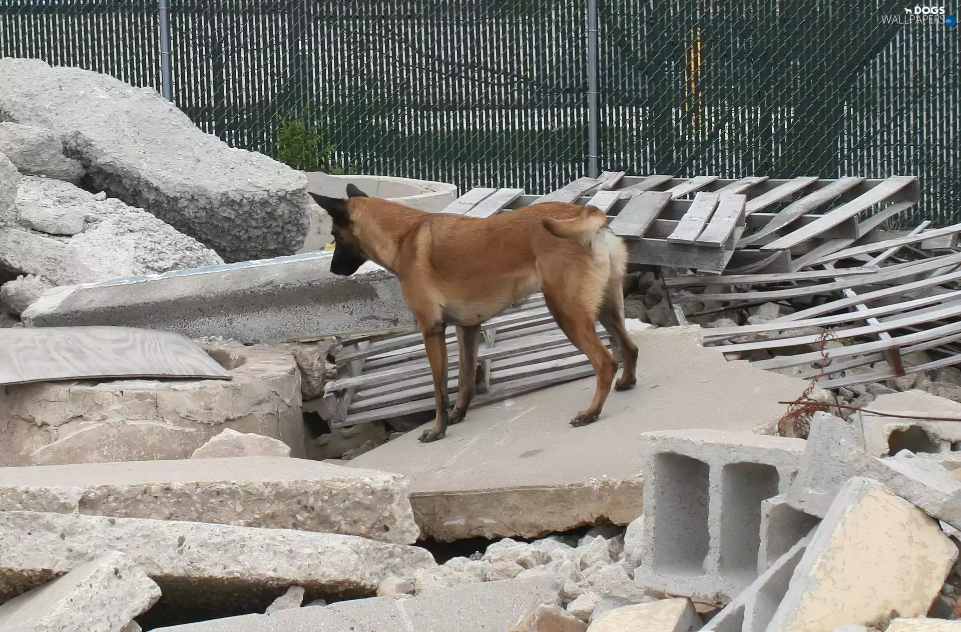 Belgian Shepherd Malinois, ruins