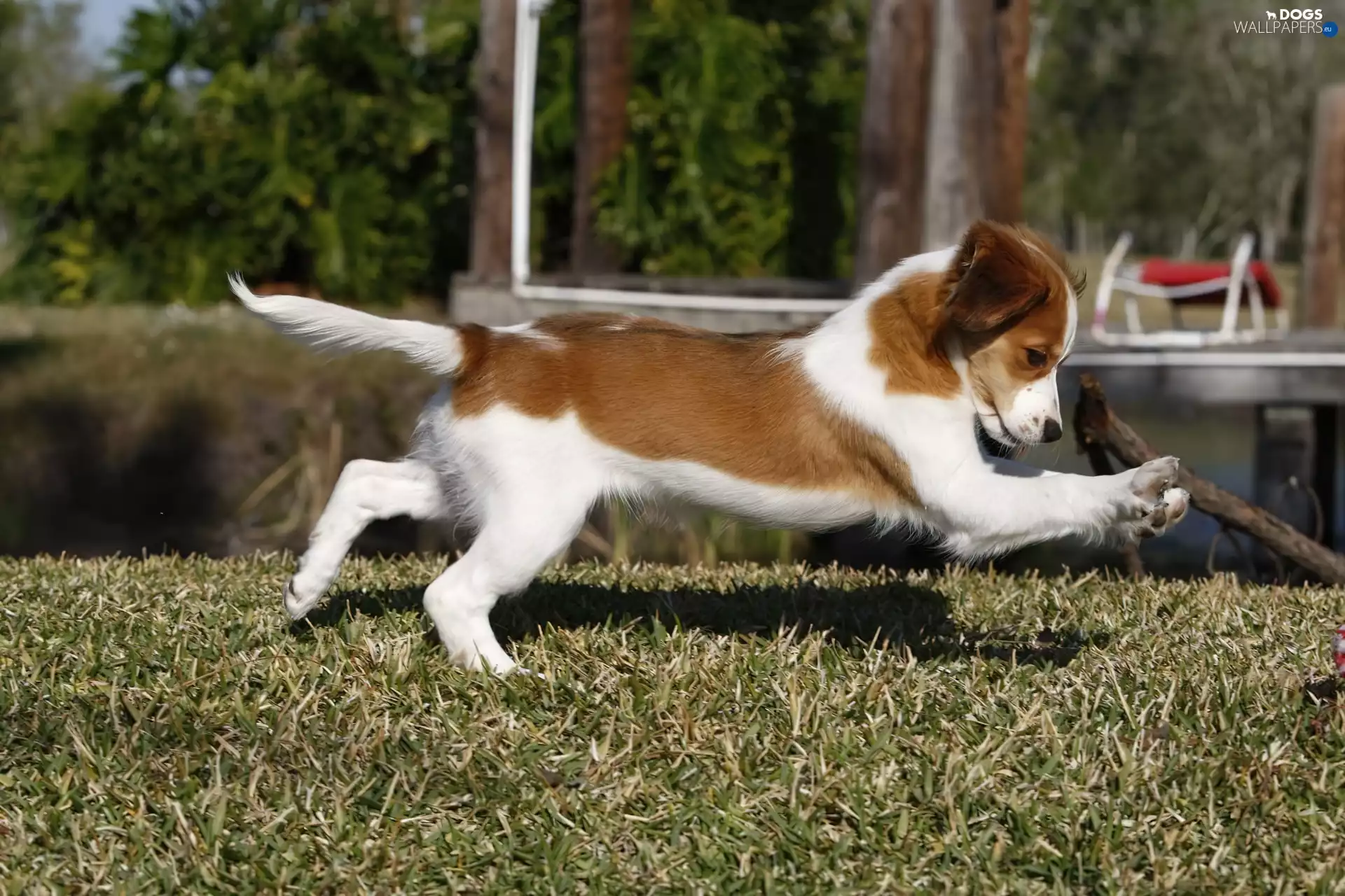 Alpine Dutch, young, running