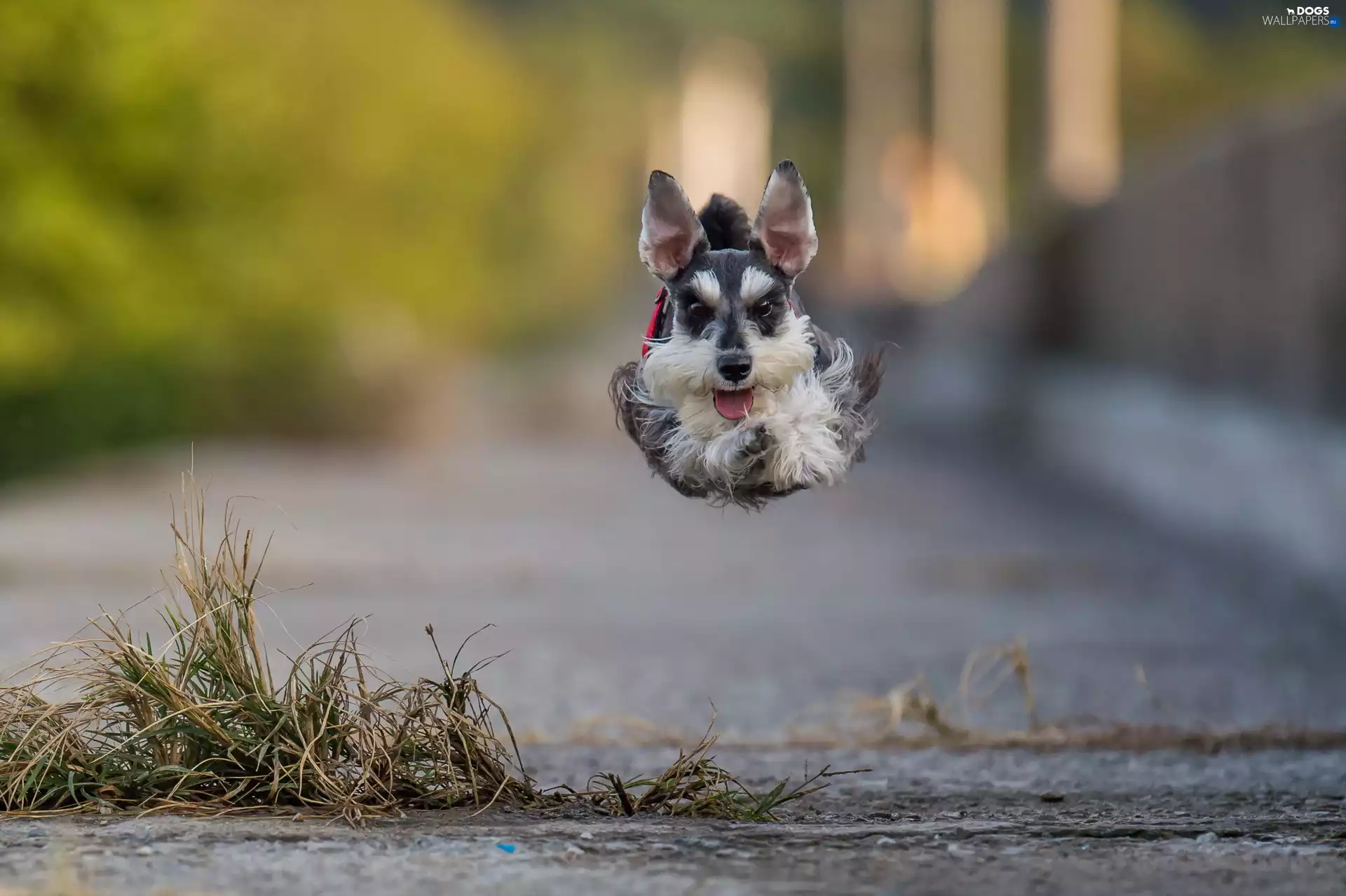 running, miniature Schnauzer